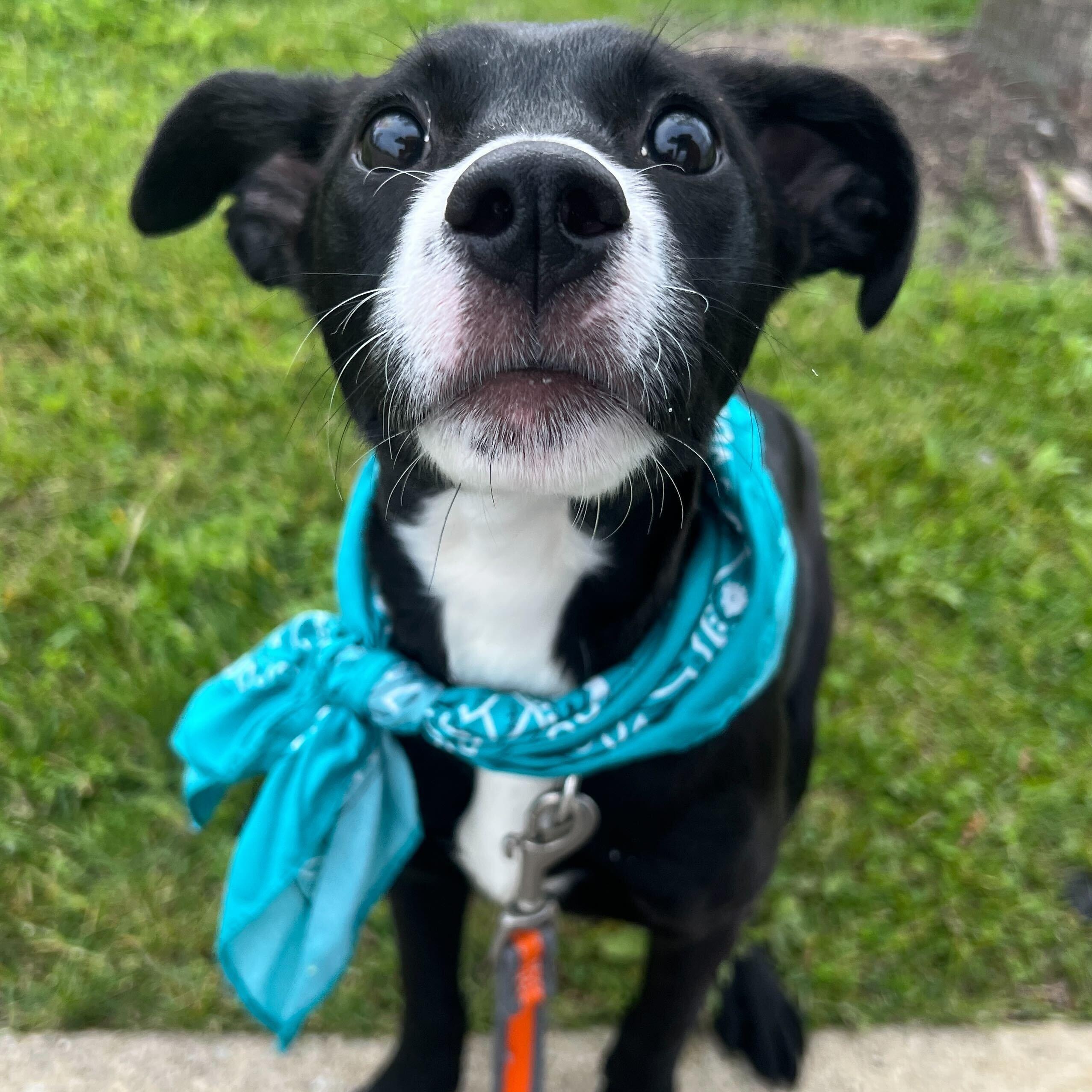 Enlarge Lake, a ADOPTABLE Mixed Breed in Canal Winchester, OH image 3/5