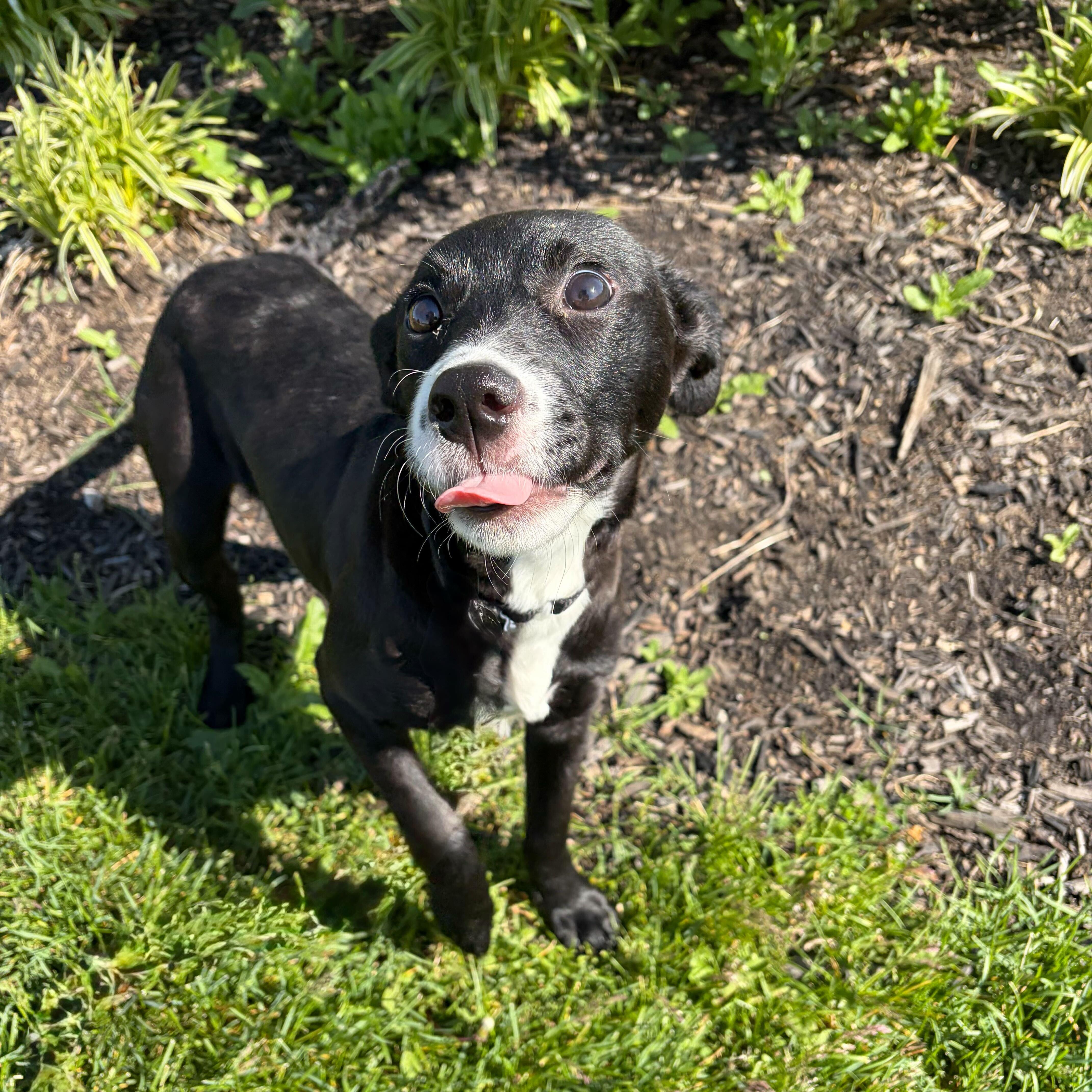 Enlarge Lake, a ADOPTABLE Mixed Breed in Canal Winchester, OH image 2/5