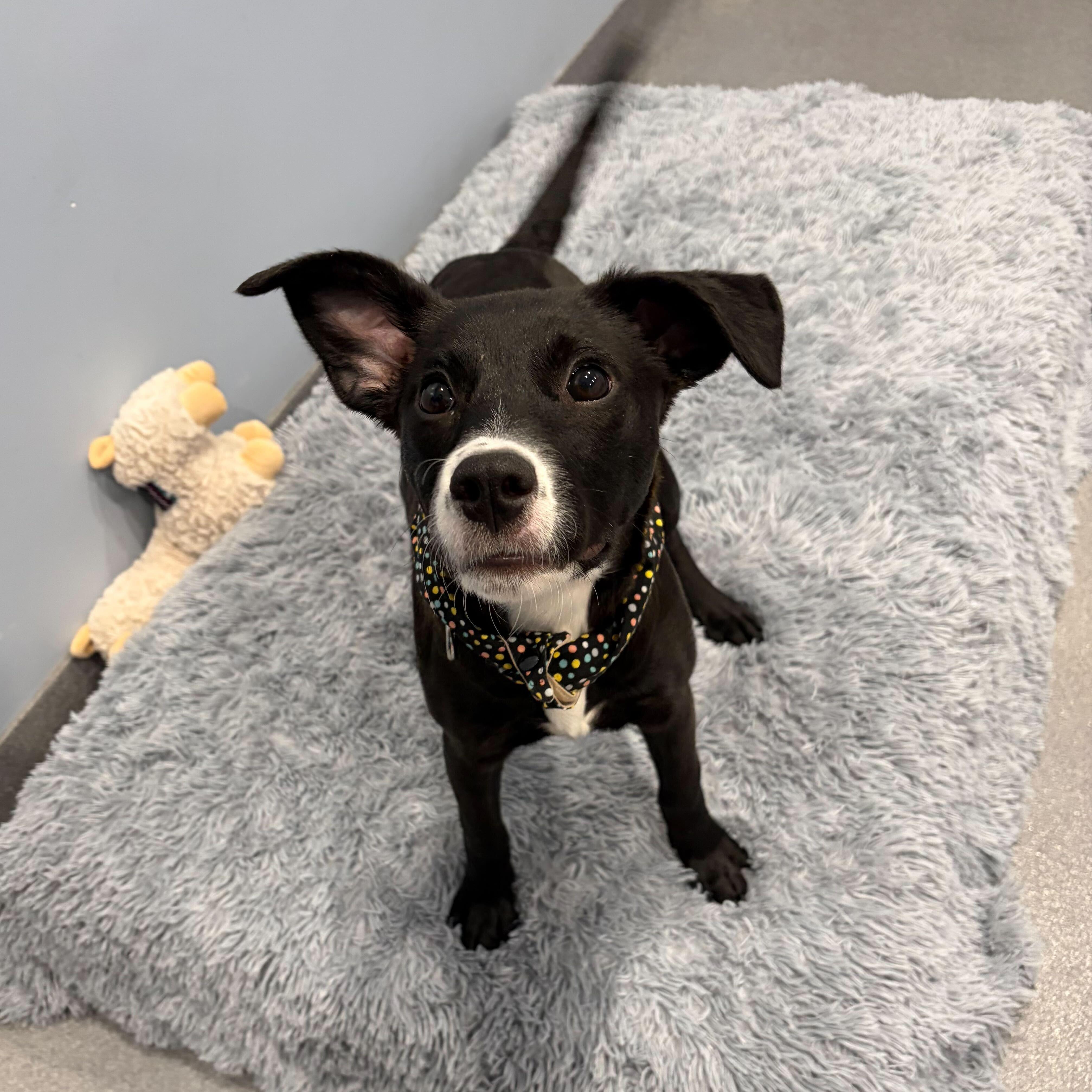 Enlarge Lake, a ADOPTABLE Mixed Breed in Canal Winchester, OH image 5/5