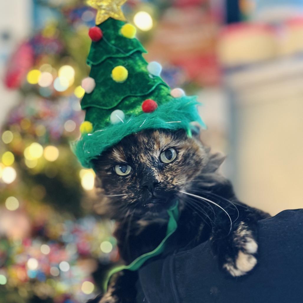 Enlarge Venus, a Adoptable Domestic Long Hair in Troy, IL image 1/4