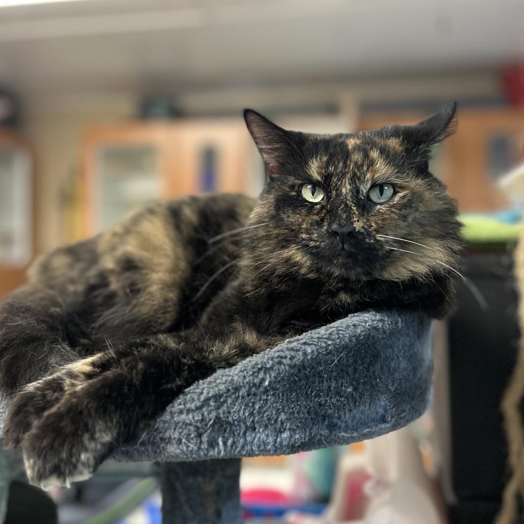 Enlarge Venus, a Adoptable Domestic Long Hair in Troy, IL image 2/4