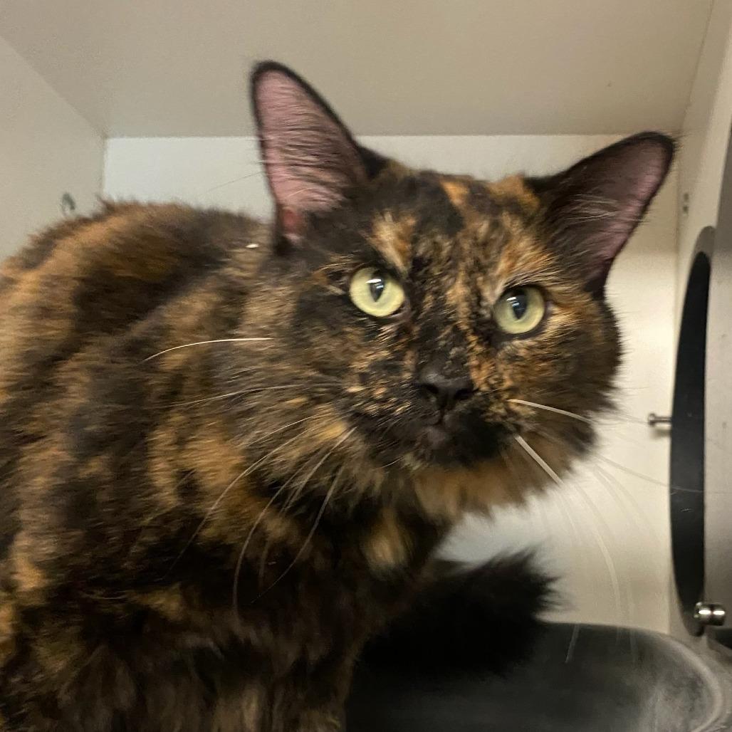 Enlarge Venus, a Adoptable Domestic Long Hair in Troy, IL image 3/4