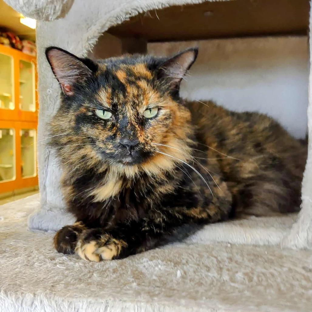Enlarge Venus, a Adoptable Domestic Long Hair in Troy, IL image 4/4