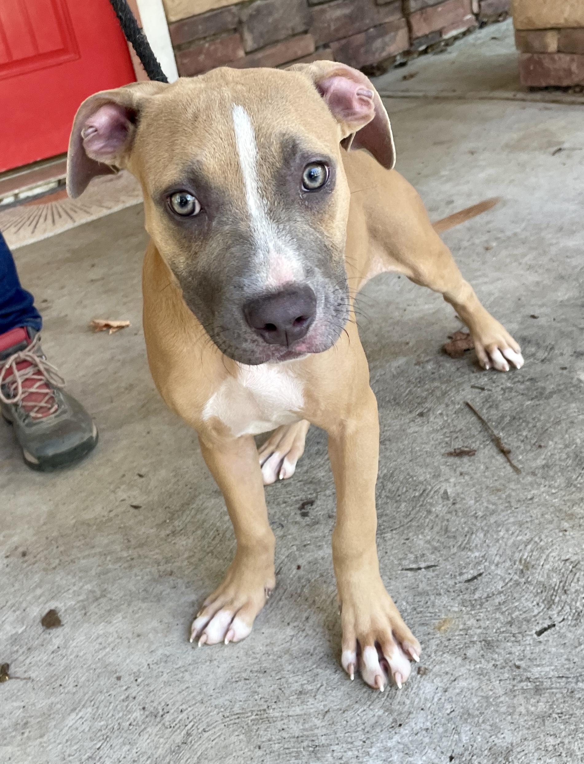 Nina Adoption Pending, Adoptable, Puppy Female Terrier & Hound.