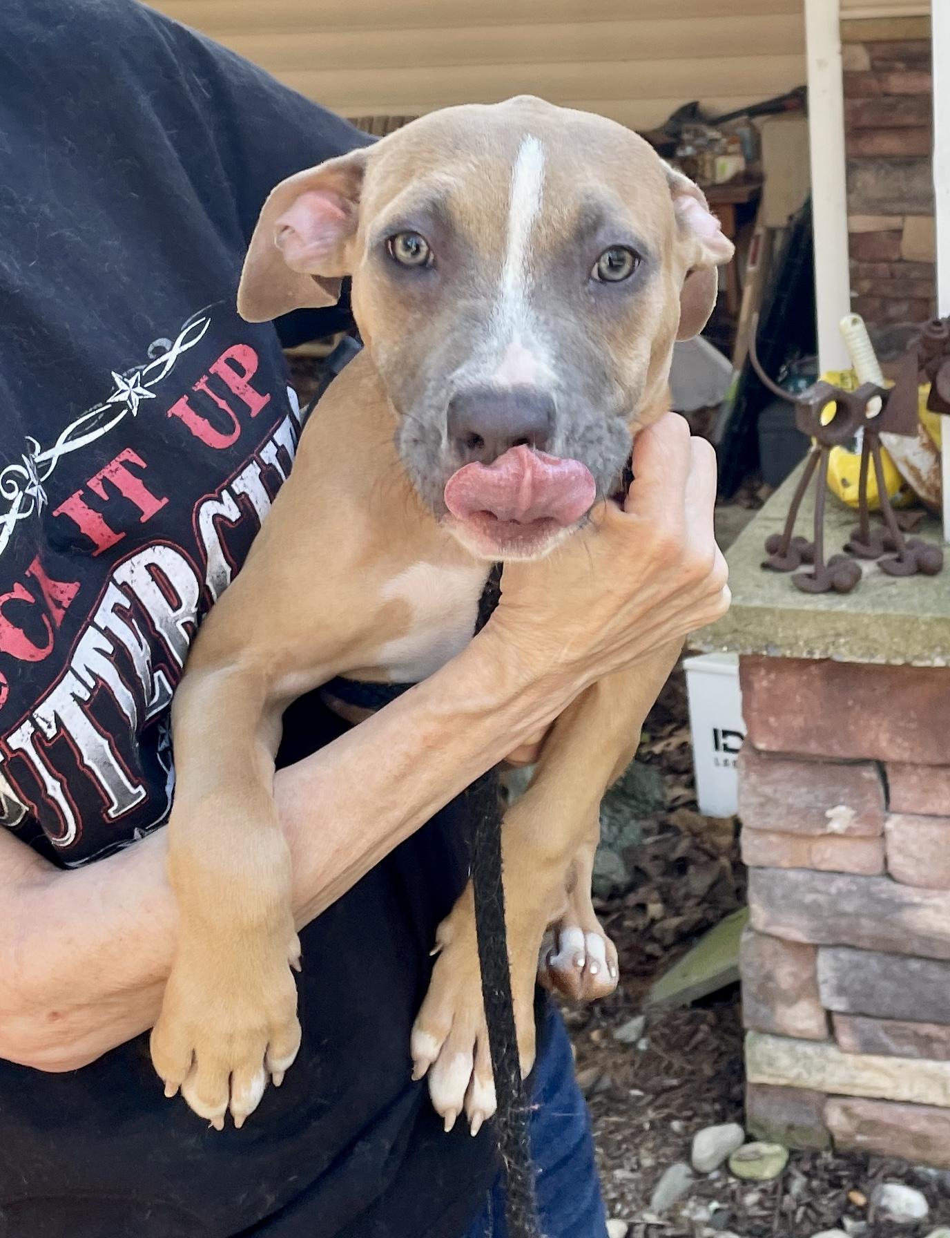 Nina Adoption Pending, a Adoptable mixed breed in Warren, NJ image 2/3