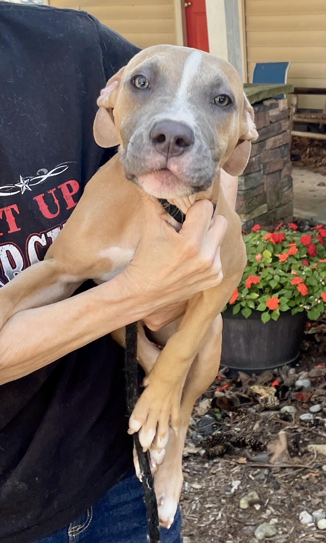 Nina Adoption Pending, a Adoptable mixed breed in Warren, NJ image 3/3