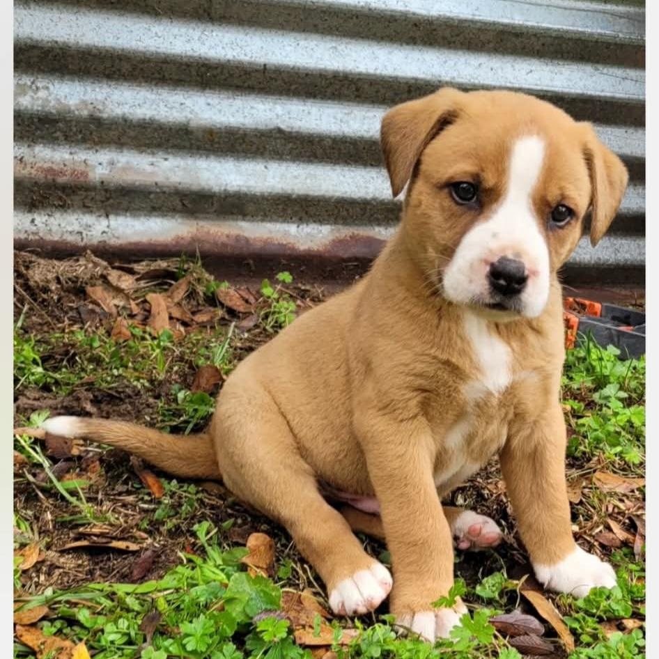 Scout, Adoptable, Puppy Male Labrador Retriever & Mixed Breed.