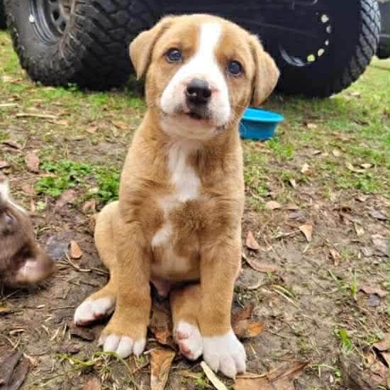 Enlarge Scout, a Adoptable mixed breed in Blairstown, NJ image 2/2