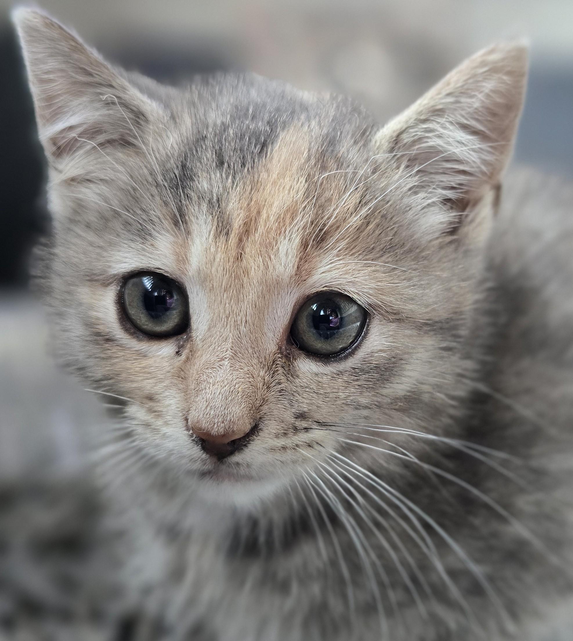 Enlarge Kobe and Kameko, an adopted Domestic Short Hair in Lucknow, ON image 2/6