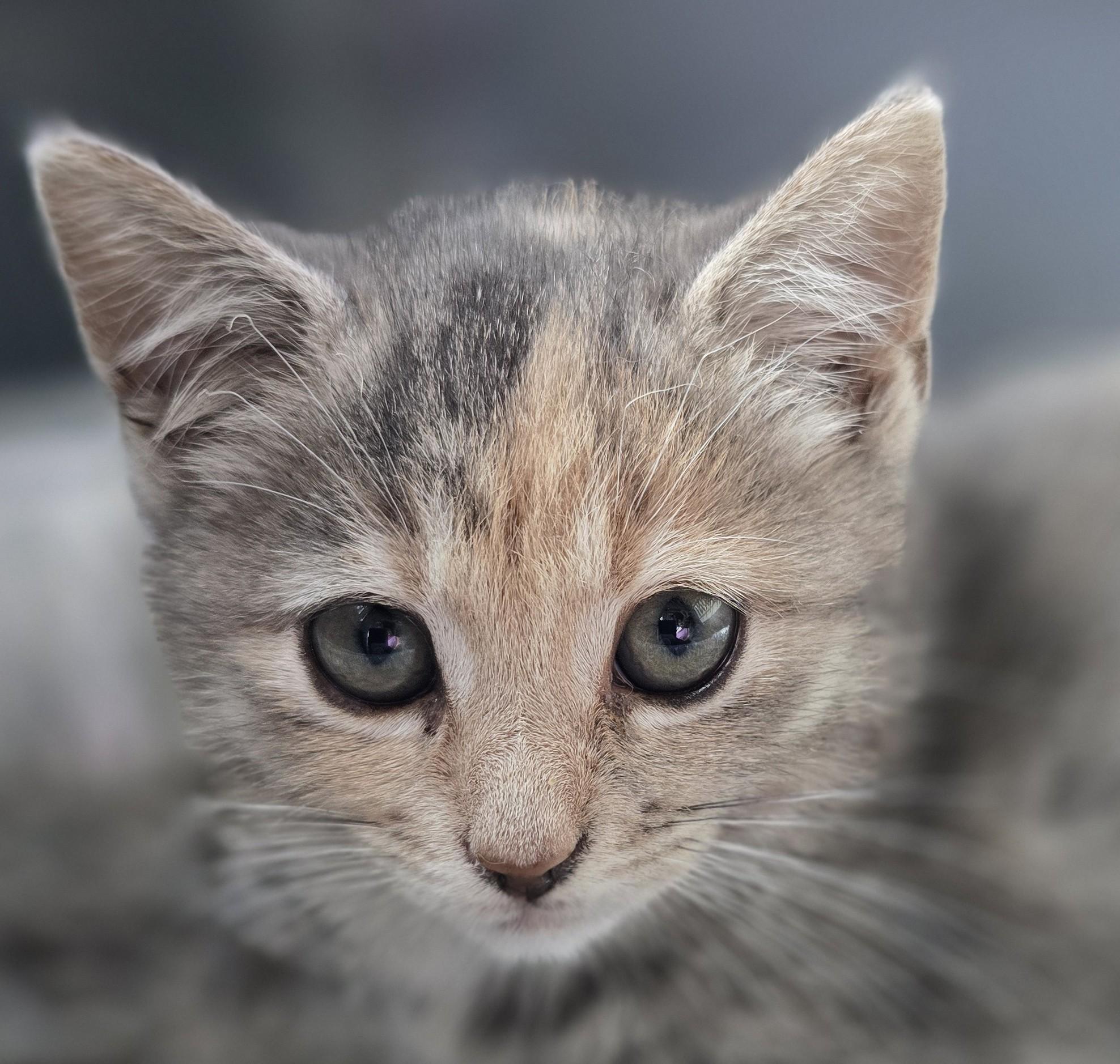 Enlarge Kobe and Kameko, an adopted Domestic Short Hair in Lucknow, ON image 3/6