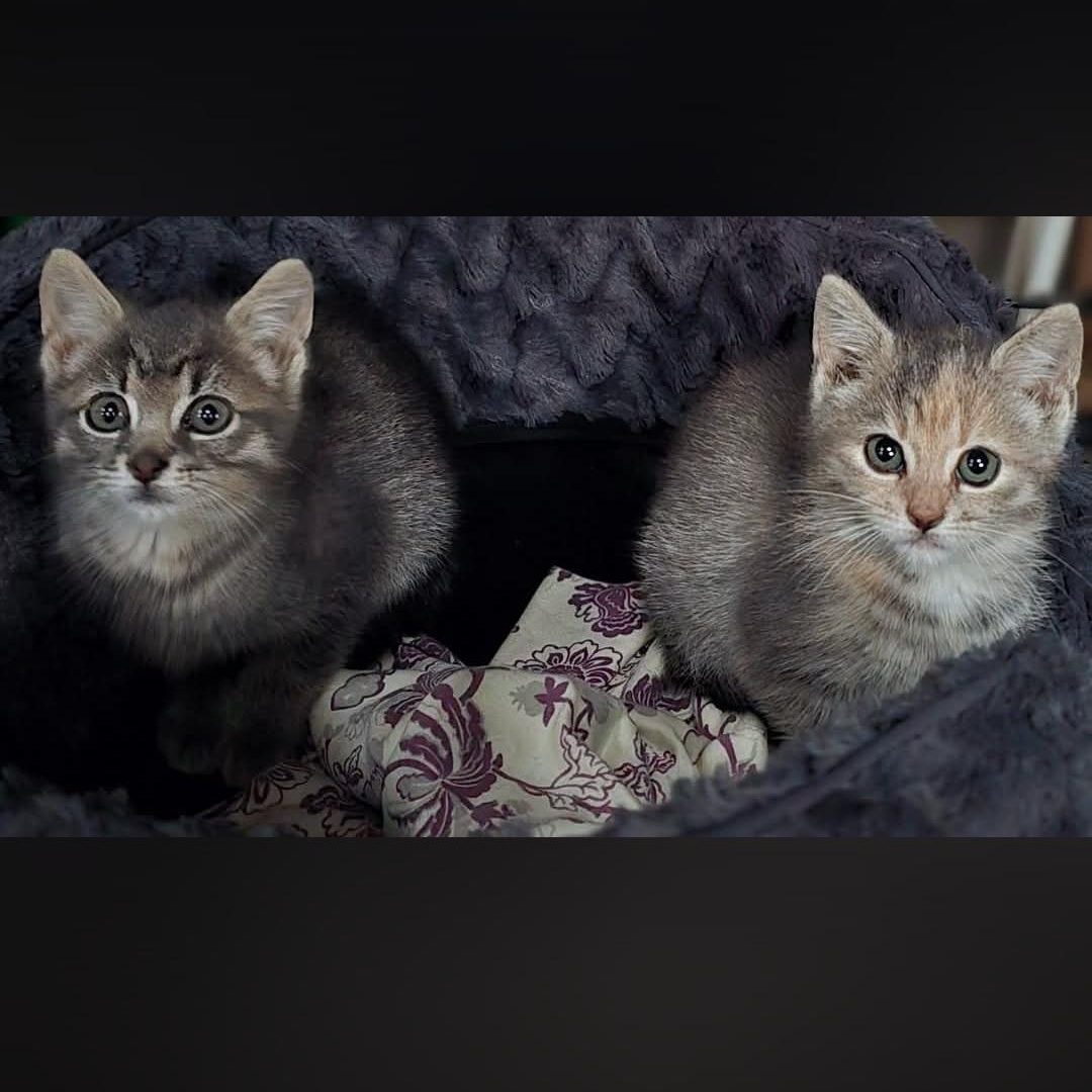 Enlarge Kobe and Kameko, an adopted Domestic Short Hair in Lucknow, ON image 6/6
