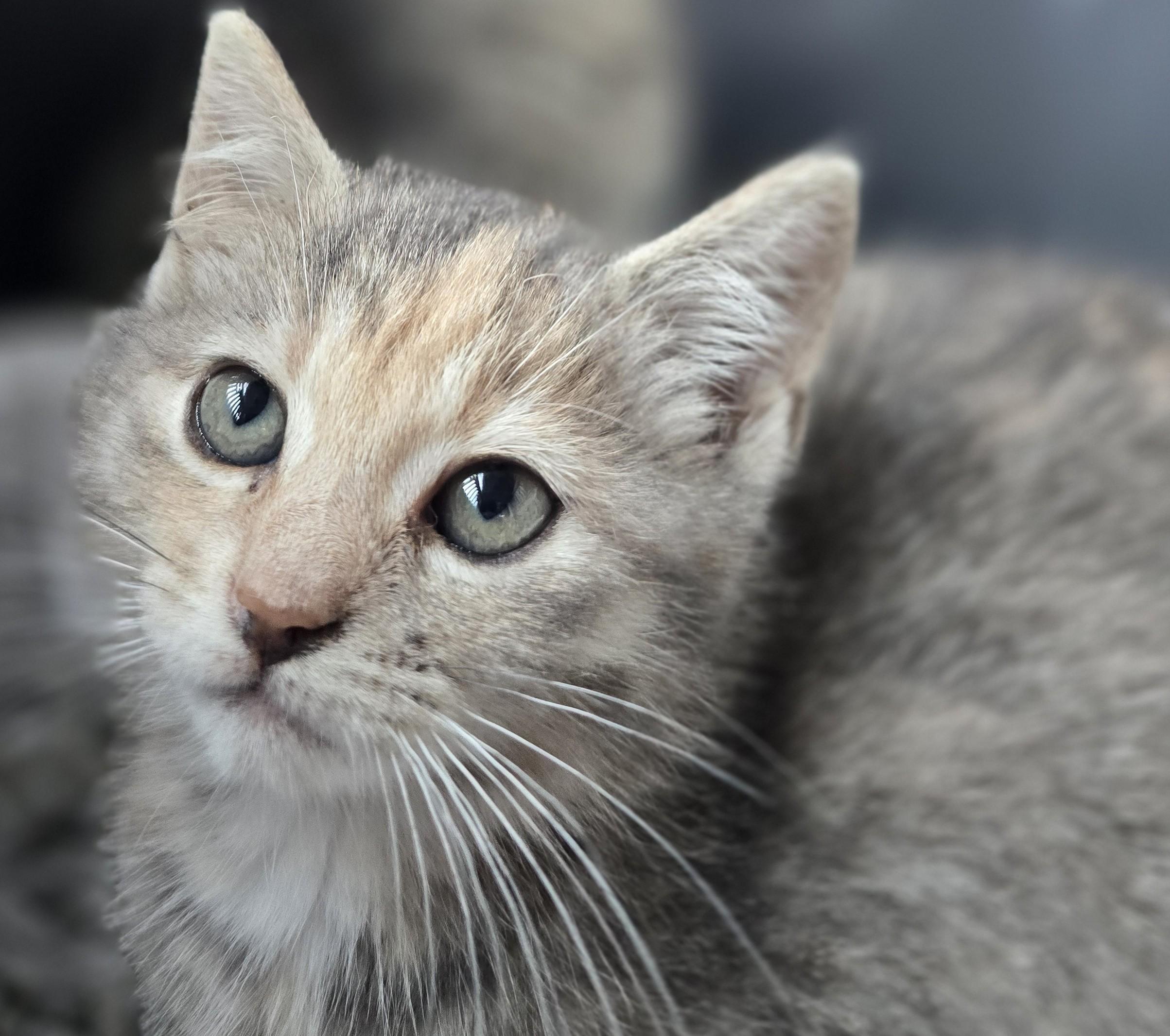 Enlarge Kobe and Kameko, an adopted Domestic Short Hair in Lucknow, ON image 4/6