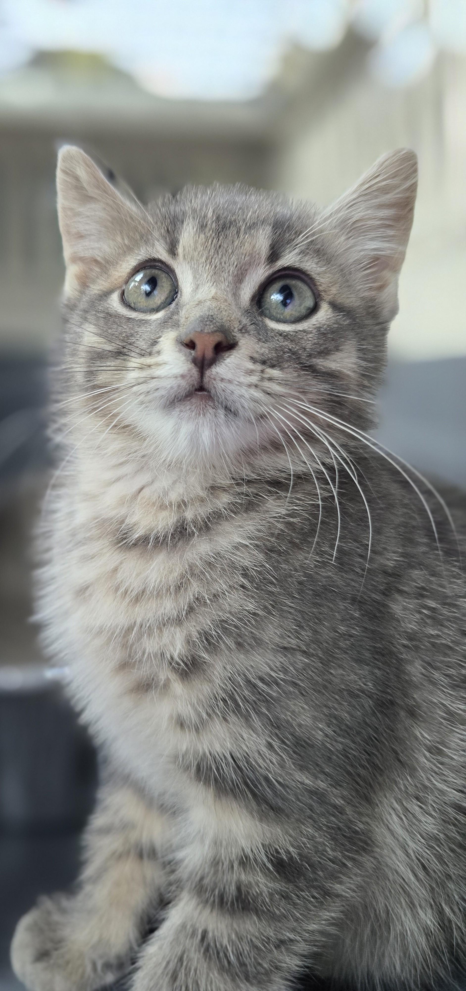 Kobe and Kameko, adopted, Kitten Male Domestic Short Hair.