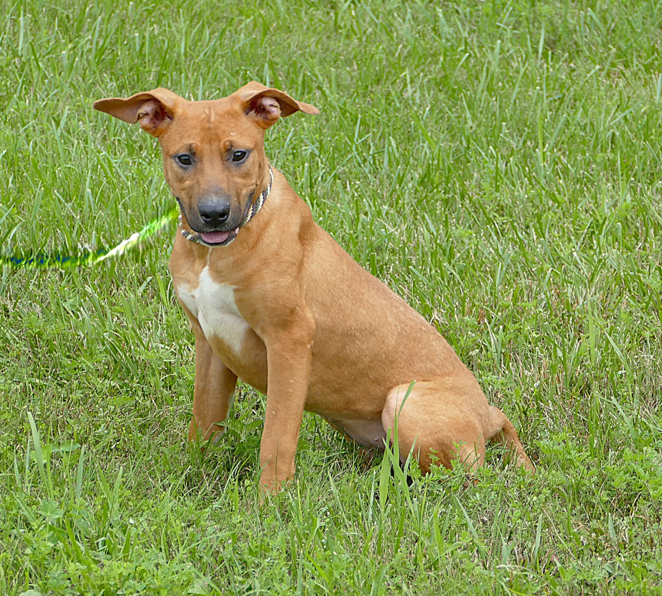 LOTTI, ADOPTABLE, Young Female Boxer.
