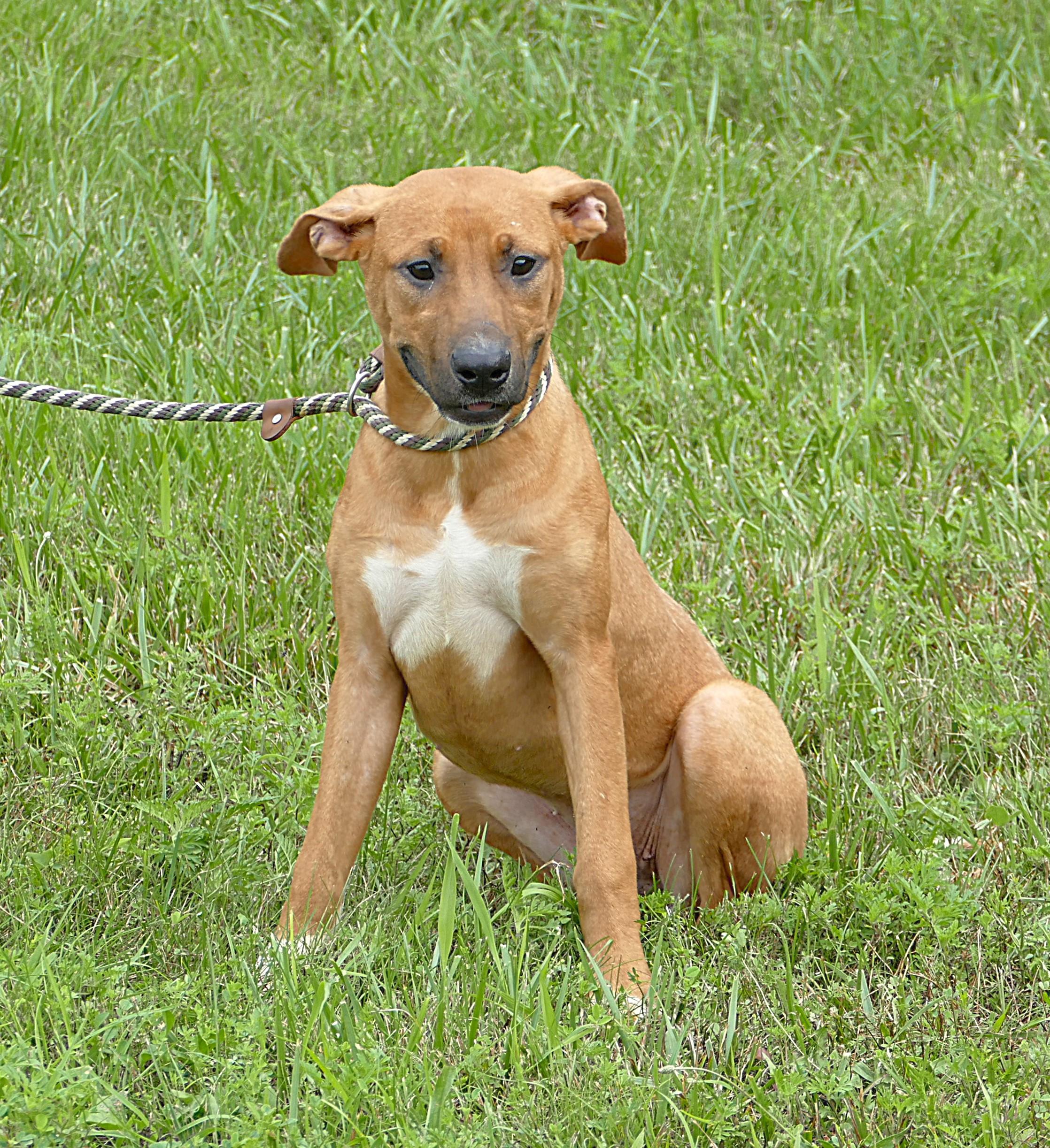 LOTTI, a ADOPTABLE mixed breed in Beechbottom, WV image 3/5