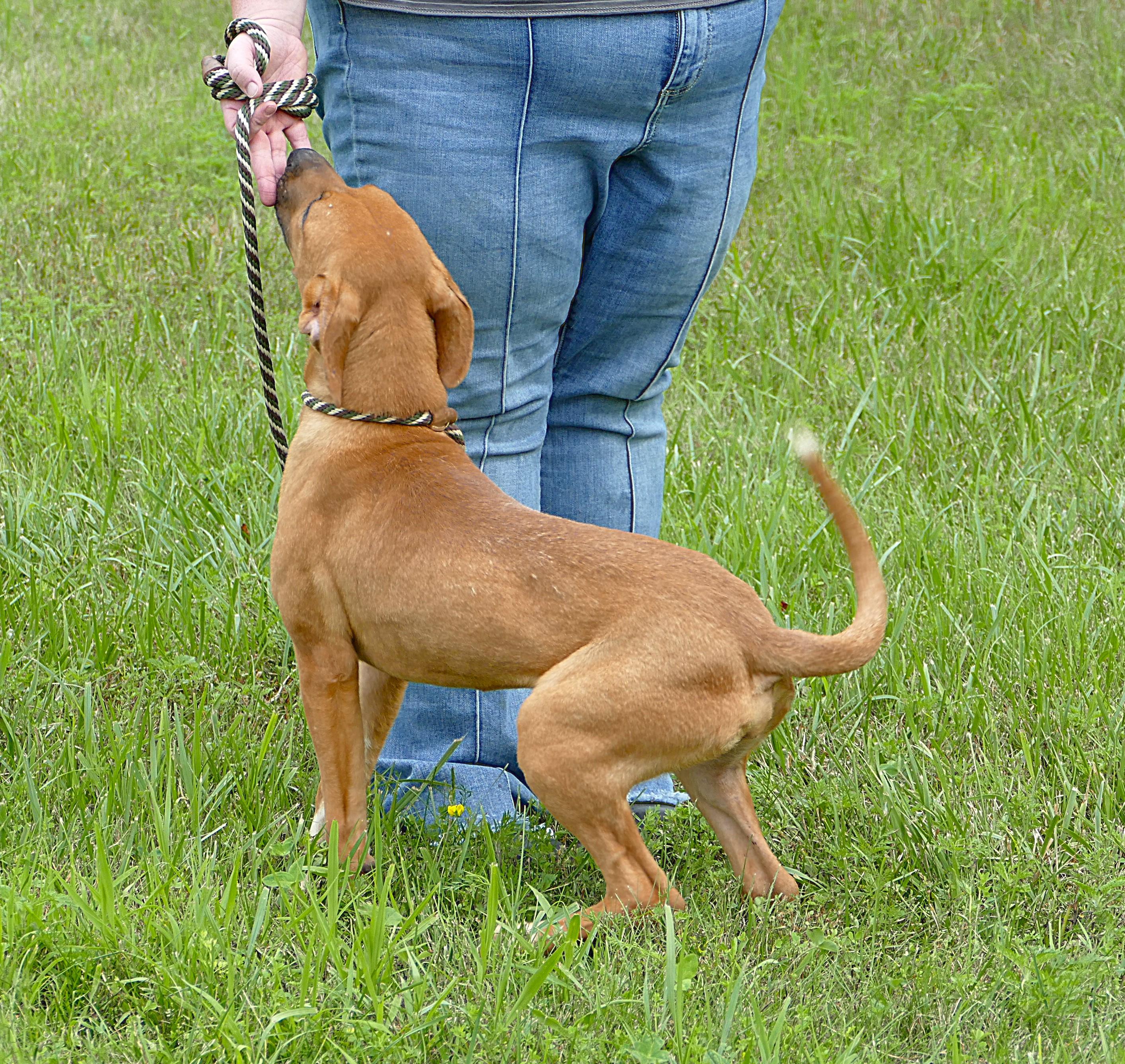 LOTTI, a ADOPTABLE mixed breed in Beechbottom, WV image 2/5