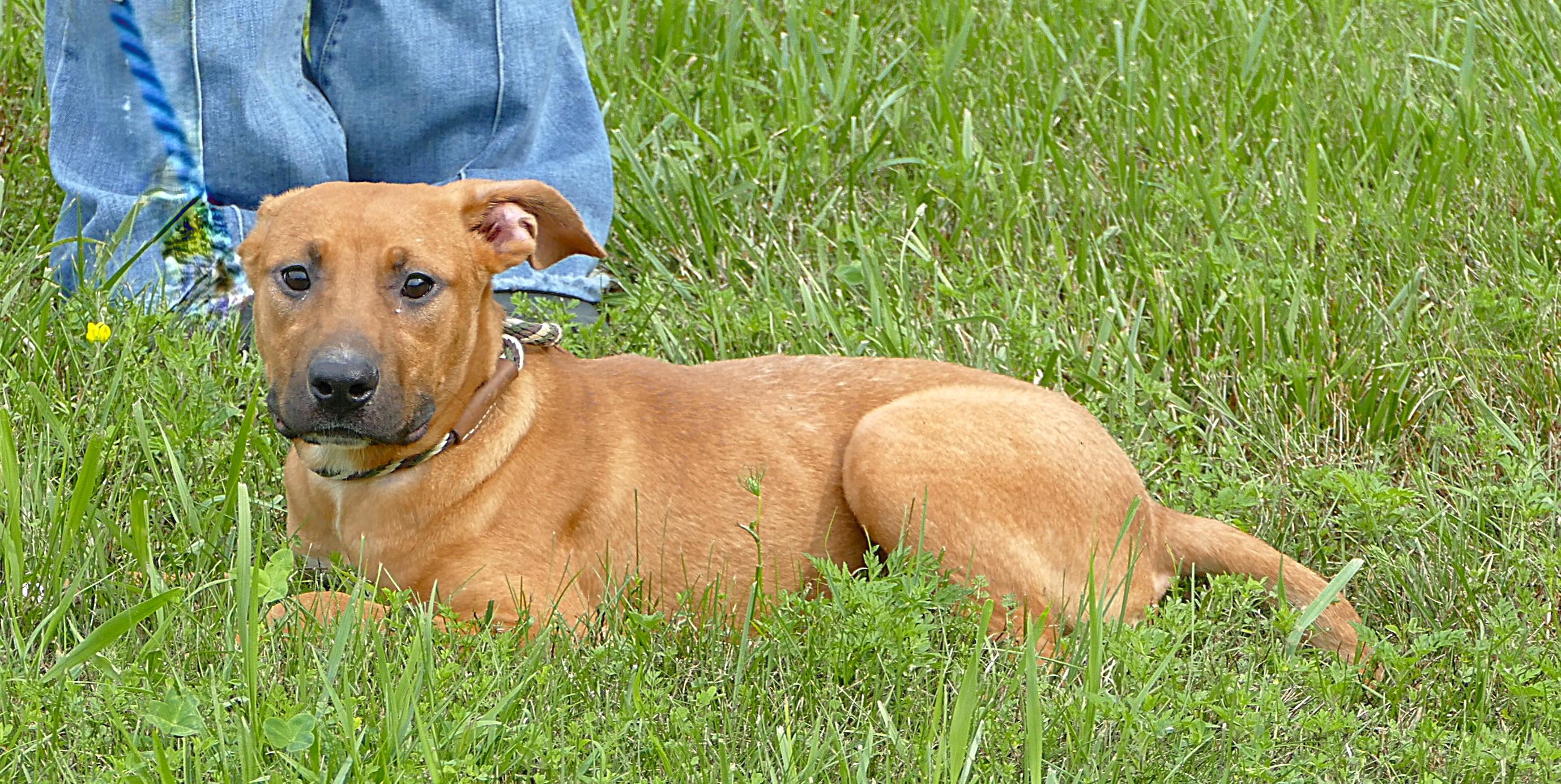 LOTTI, a ADOPTABLE mixed breed in Beechbottom, WV image 4/5