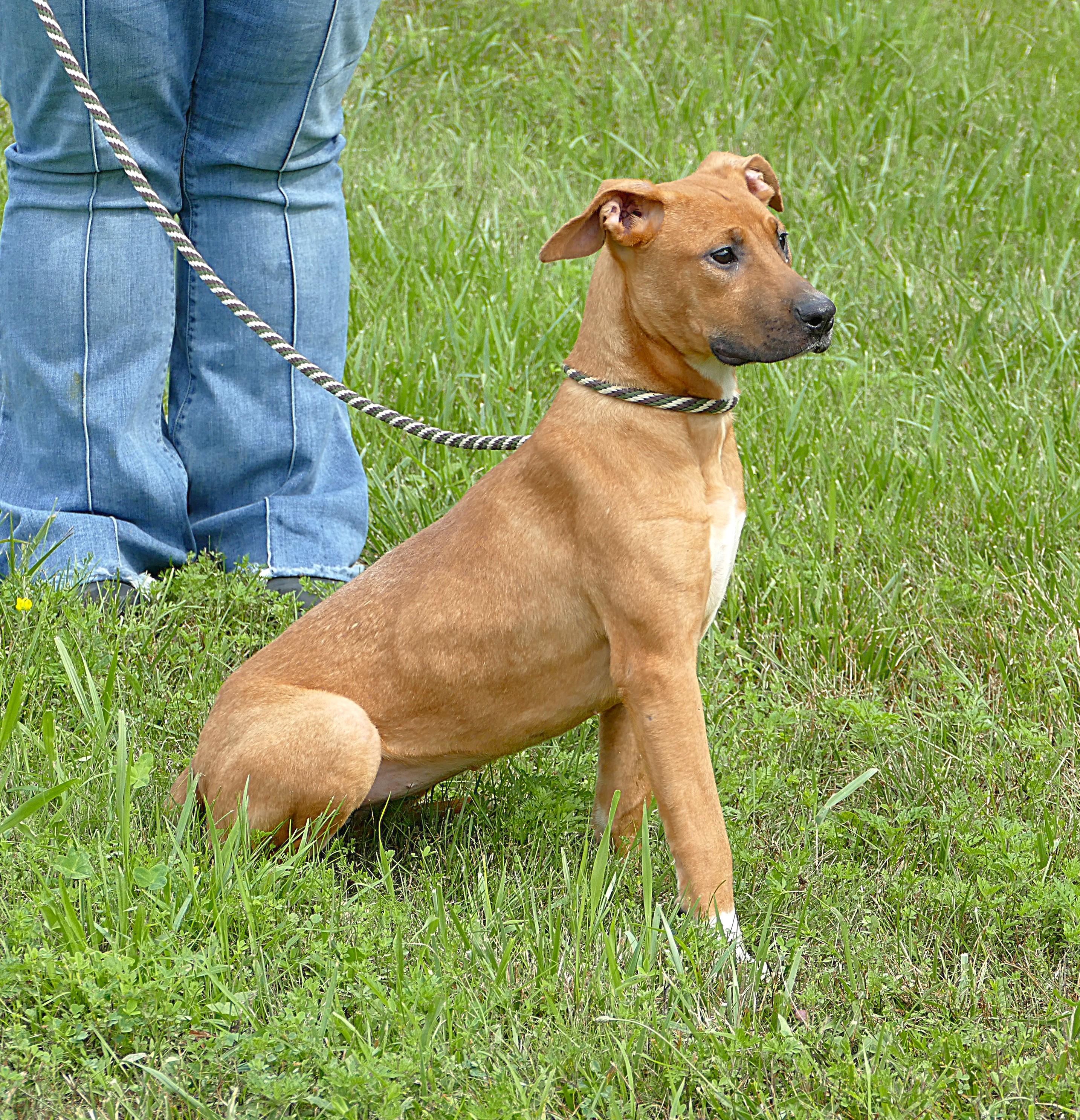 LOTTI, a ADOPTABLE mixed breed in Beechbottom, WV image 5/5