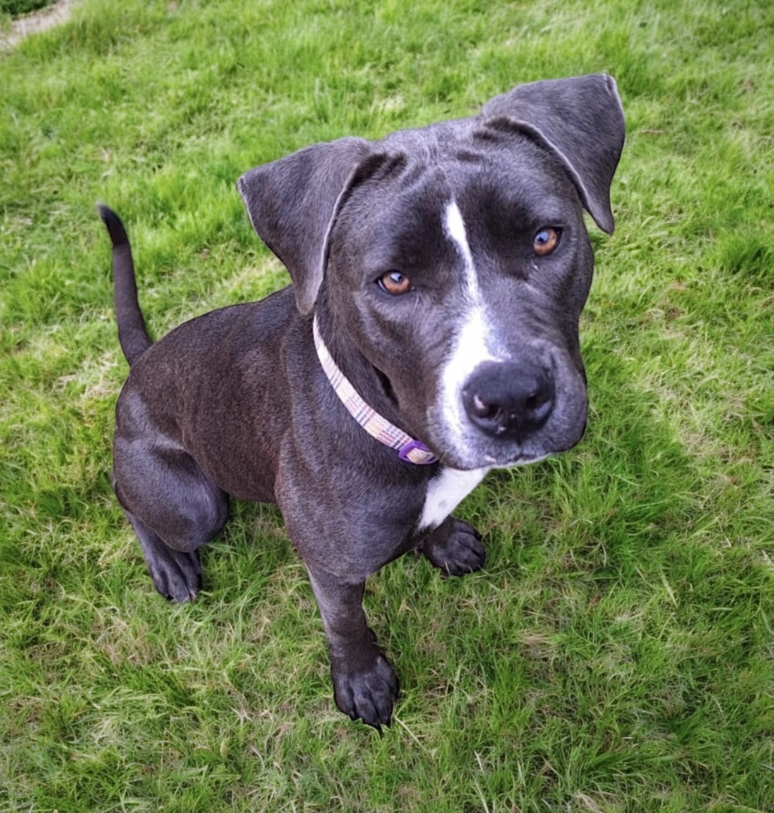 Georgia, a Adoptable Pit Bull Terrier in Newark, DE image 4/6