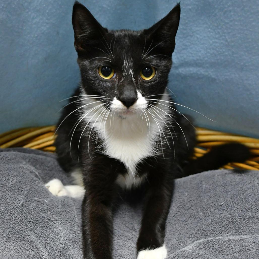 Kimchi, Adoptable, Kitten Female Domestic Short Hair.