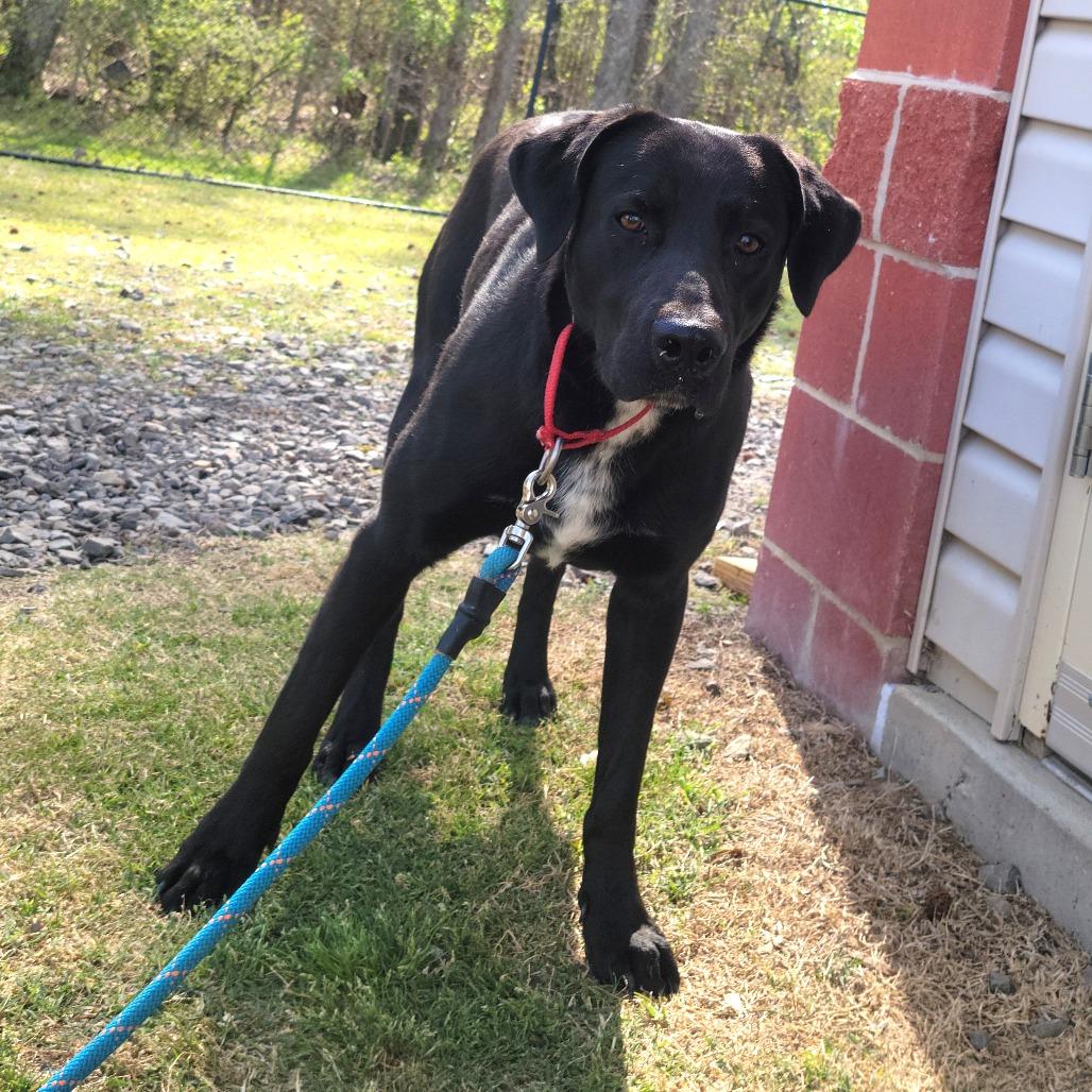 Benedict, Adoptable, Adult Male Labrador Retriever.