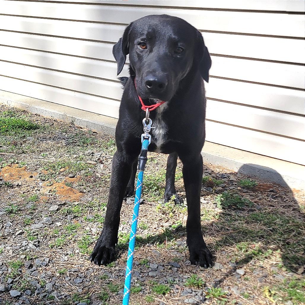 Enlarge Benedict, a Adoptable mixed breed in Cabot, AR image 2/4