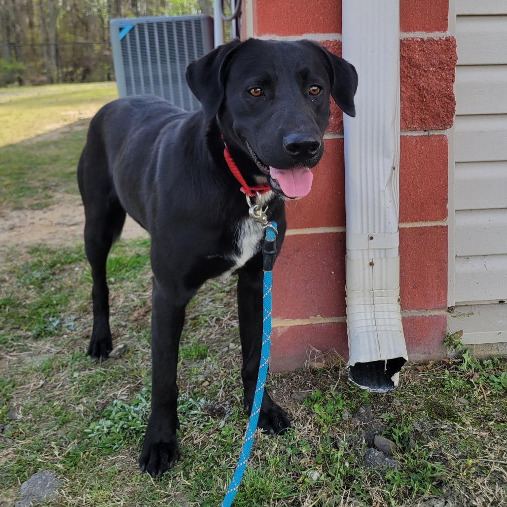 Enlarge Benedict, a Adoptable mixed breed in Cabot, AR image 3/4