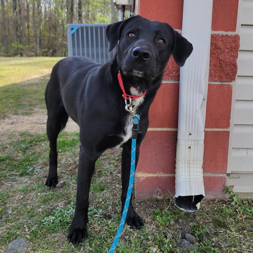 Enlarge Benedict, a Adoptable mixed breed in Cabot, AR image 4/4