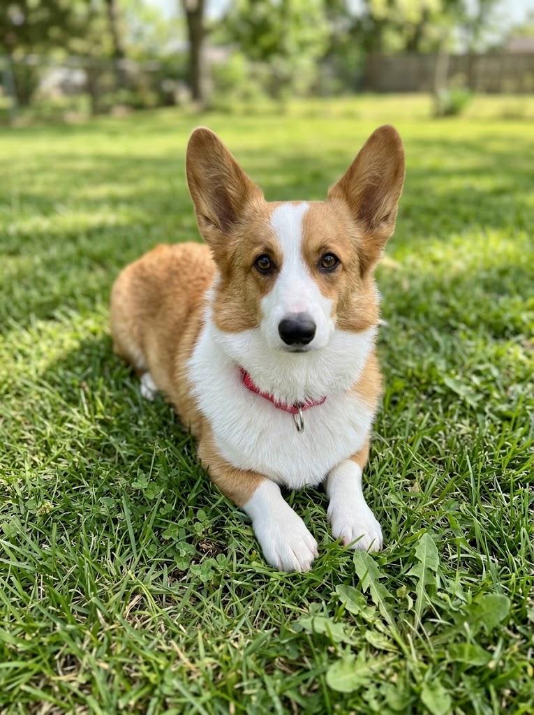 Enlarge Gadget, a Adoptable Corgi in Brunswick, OH image 2/5