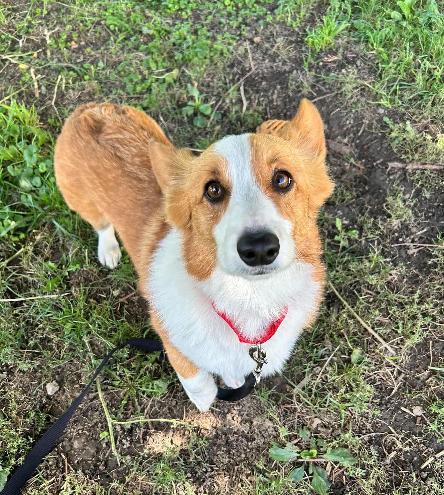 Enlarge Gadget, a Adoptable Corgi in Brunswick, OH image 3/5