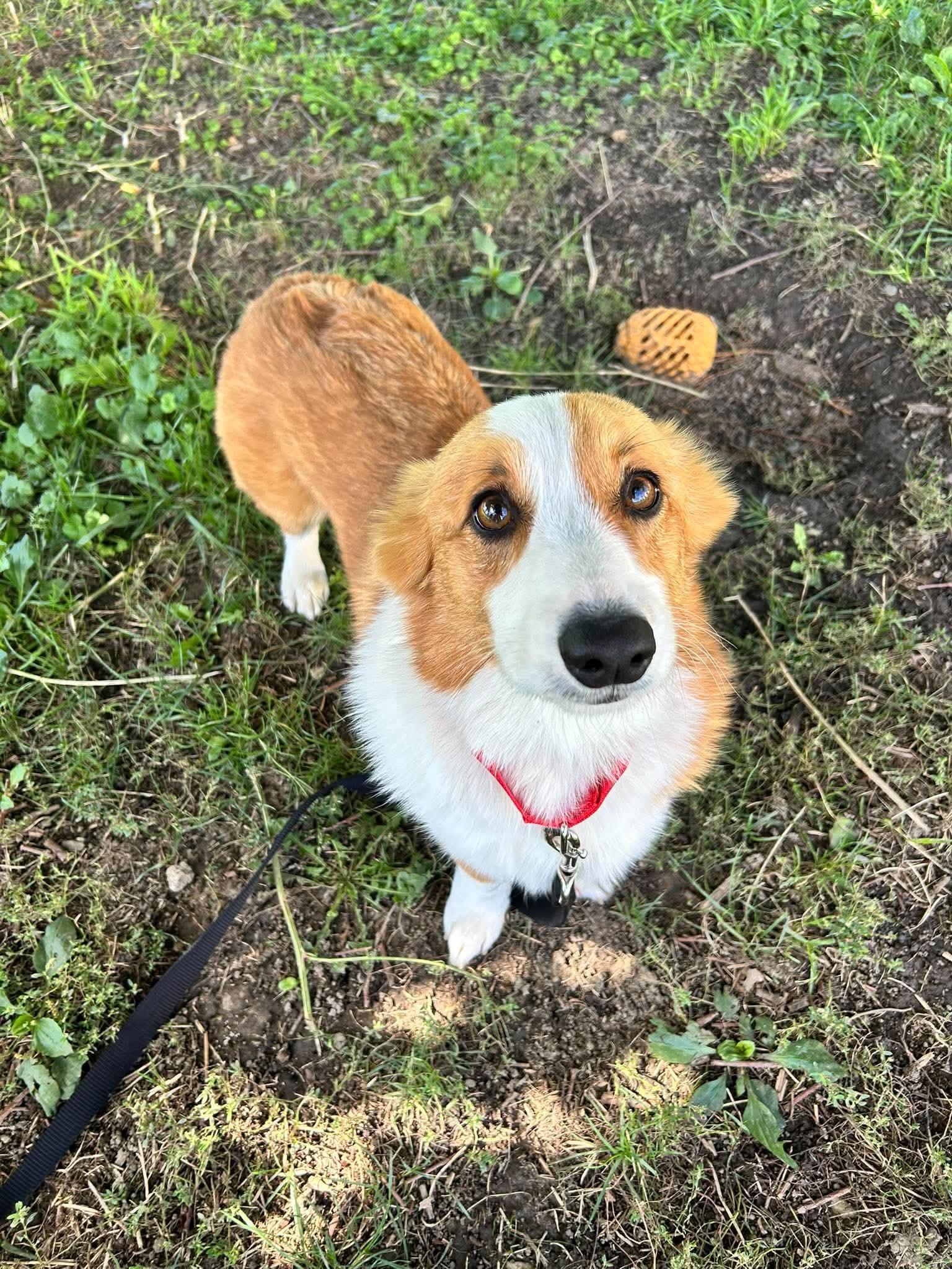 Enlarge Gadget, a Adoptable Corgi in Brunswick, OH image 4/5