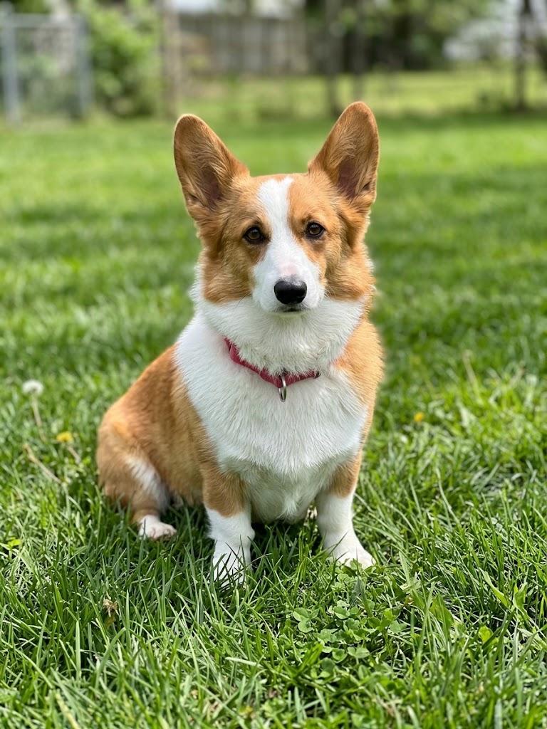 Gadget, Adoptable, Adult Male Corgi.