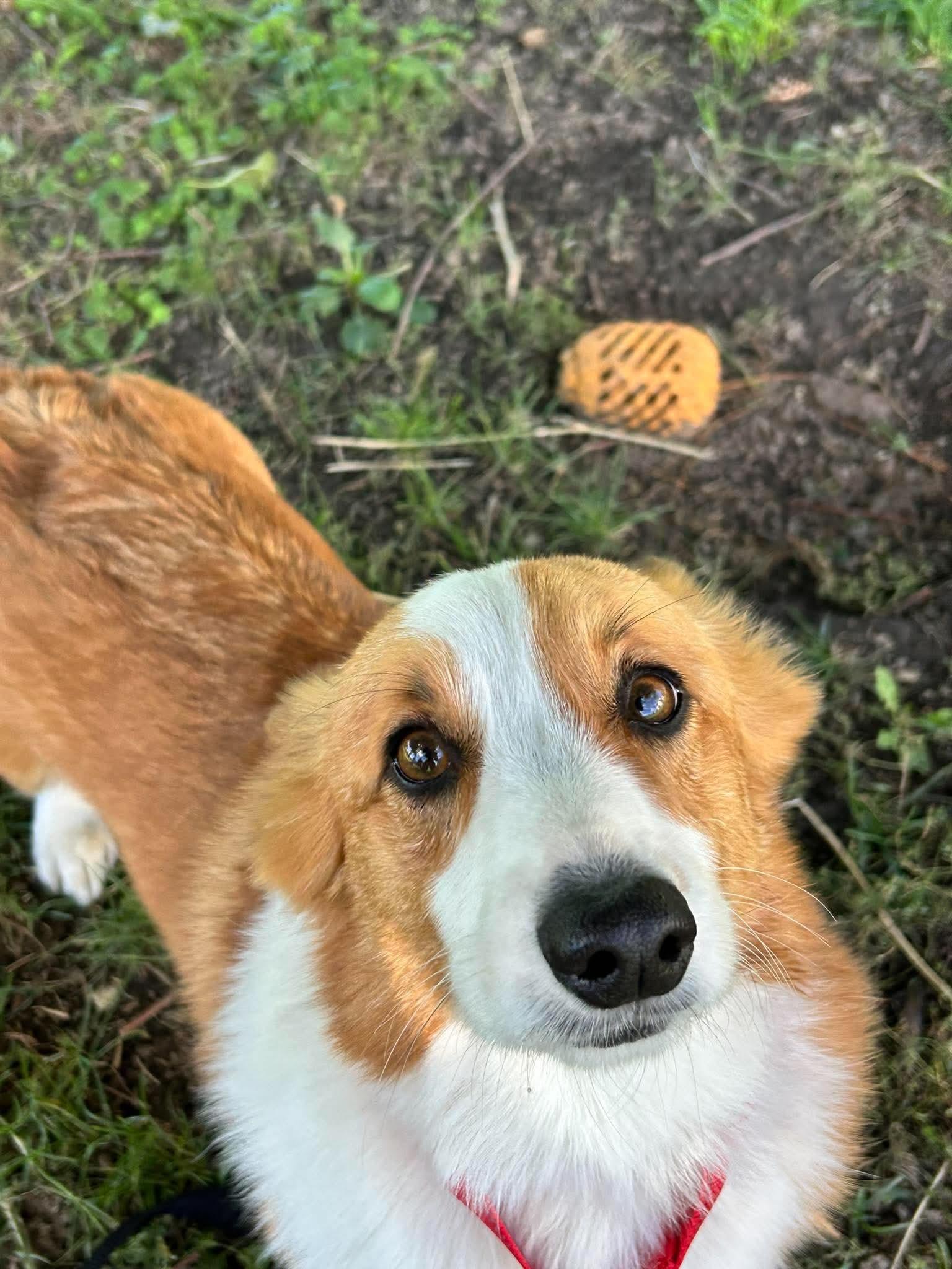 Enlarge Gadget, a Adoptable Corgi in Brunswick, OH image 5/5