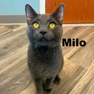 Milo 260178, Adoptable, Young Male Domestic Short Hair.