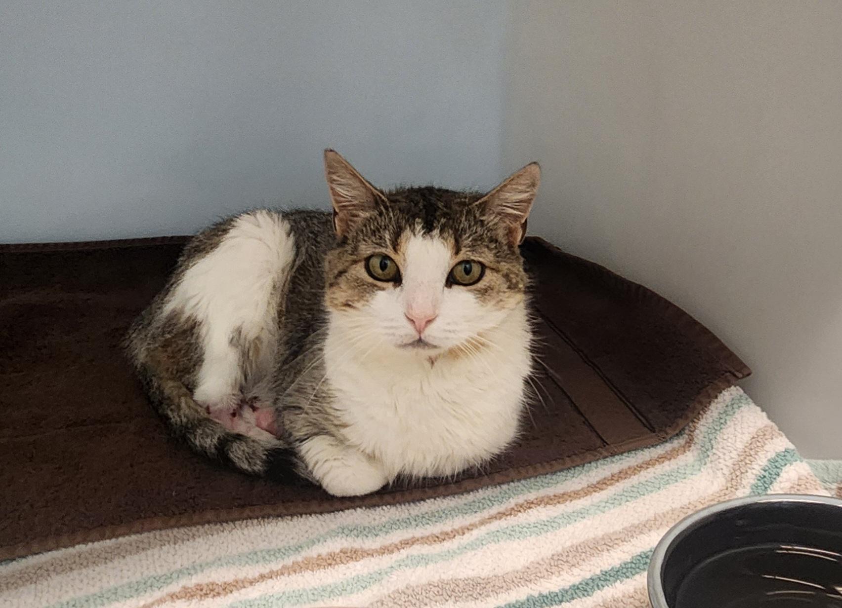 Clover, a ADOPTABLE Domestic Short Hair in Stanley, VA image 4/4