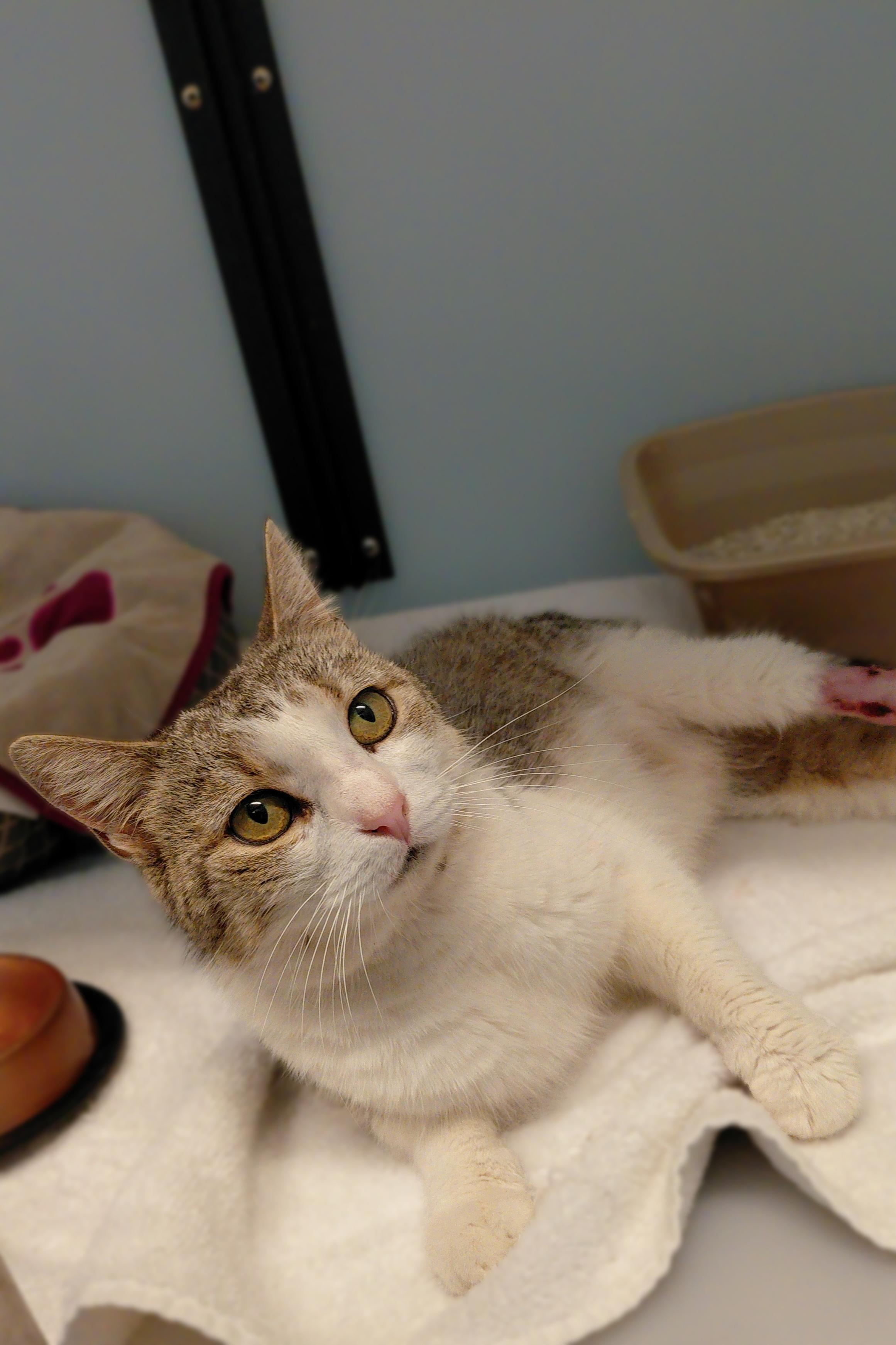 Clover, a ADOPTABLE Domestic Short Hair in Stanley, VA image 3/4
