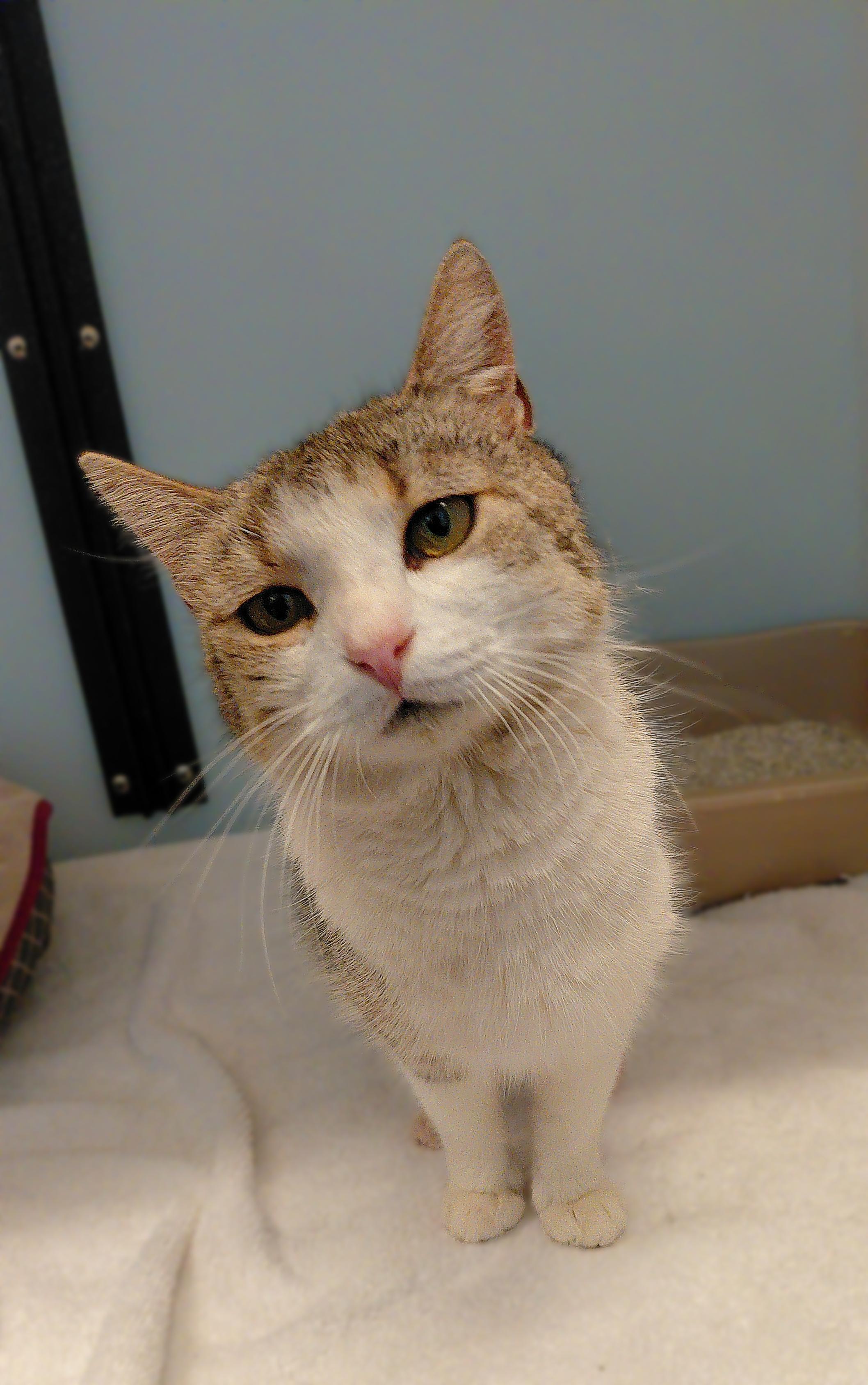 Clover, a ADOPTABLE Domestic Short Hair in Stanley, VA image 2/4