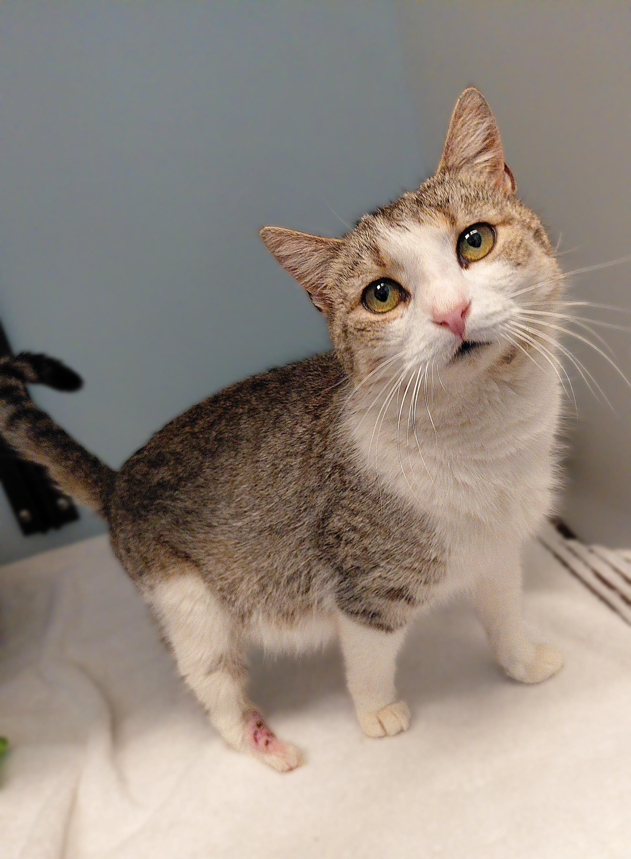 Clover, ADOPTABLE, Adult Female Domestic Short Hair.