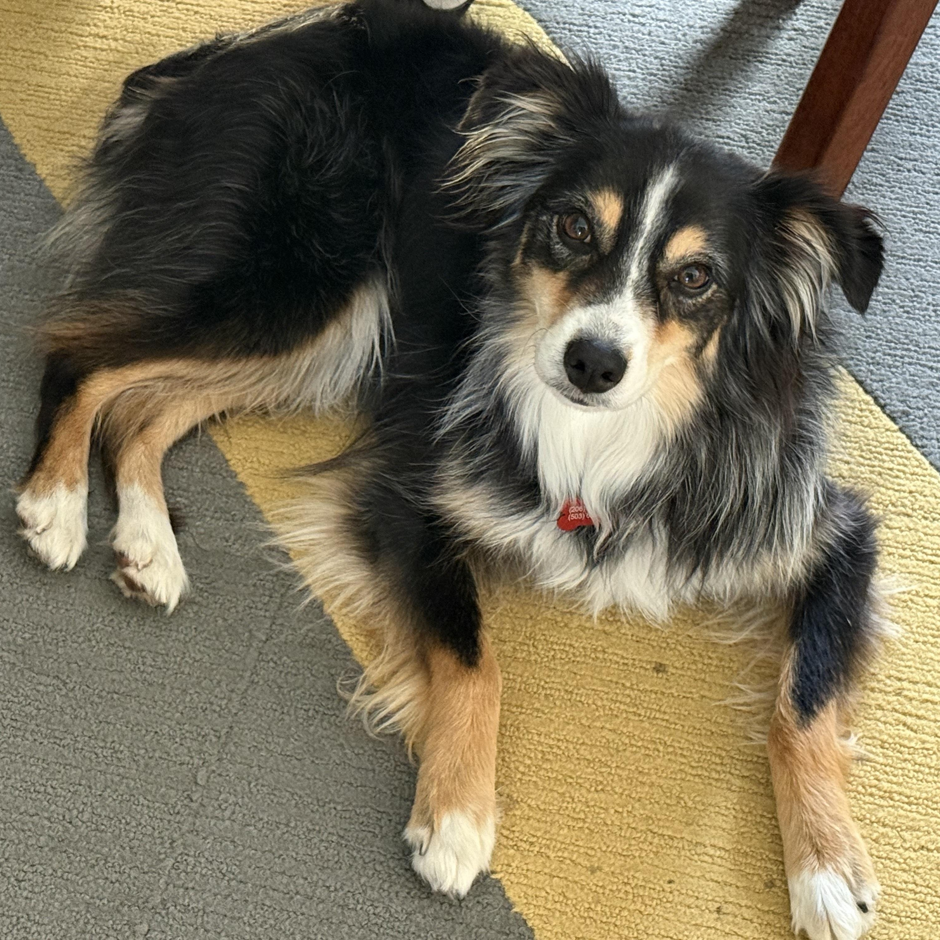Enlarge Gracie Rose, an adopted Australian Shepherd in Tacoma, WA image 1/6