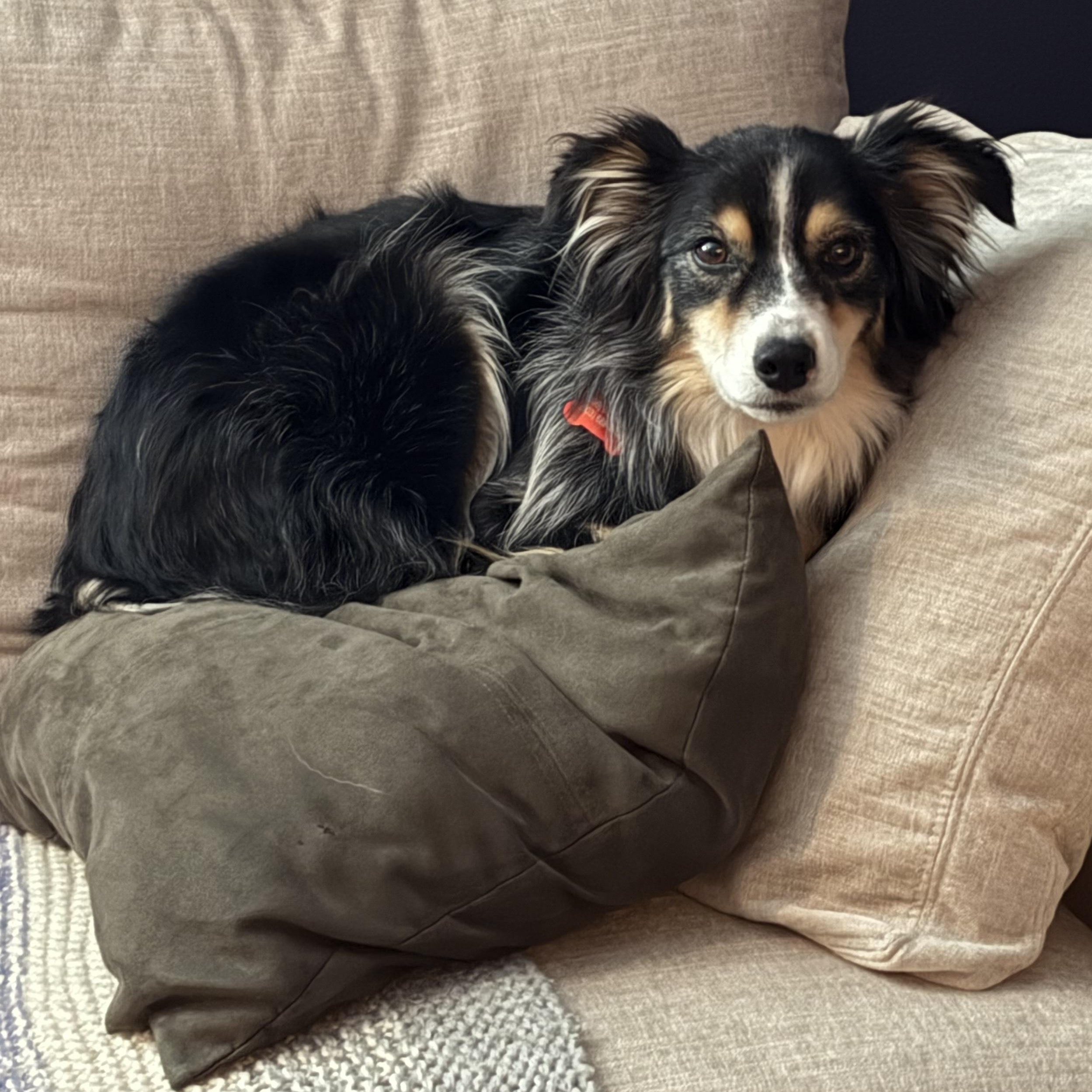 Enlarge Gracie Rose, an adopted Australian Shepherd in Tacoma, WA image 4/6