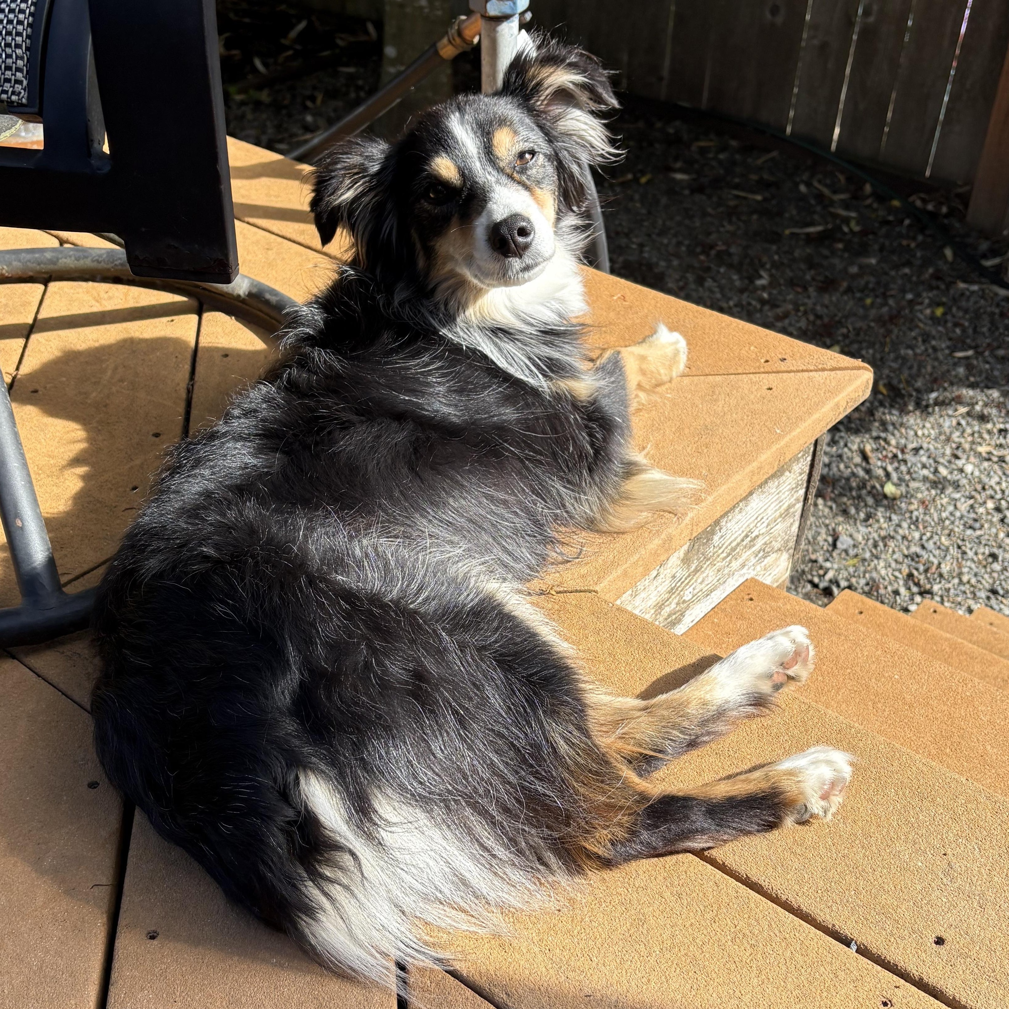 Enlarge Gracie Rose, an adopted Australian Shepherd in Tacoma, WA image 2/6