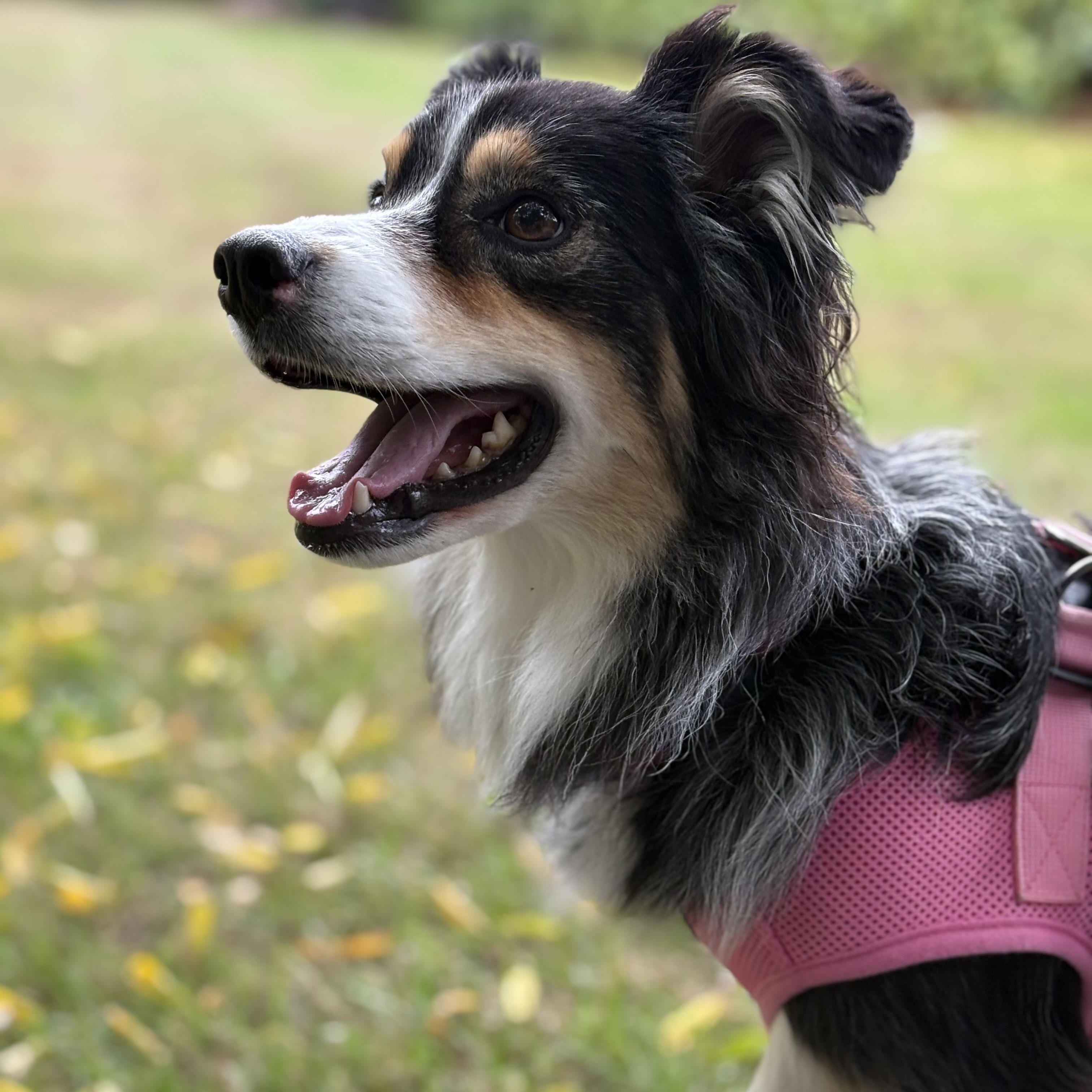 Enlarge Gracie Rose, an adopted Australian Shepherd in Tacoma, WA image 6/6
