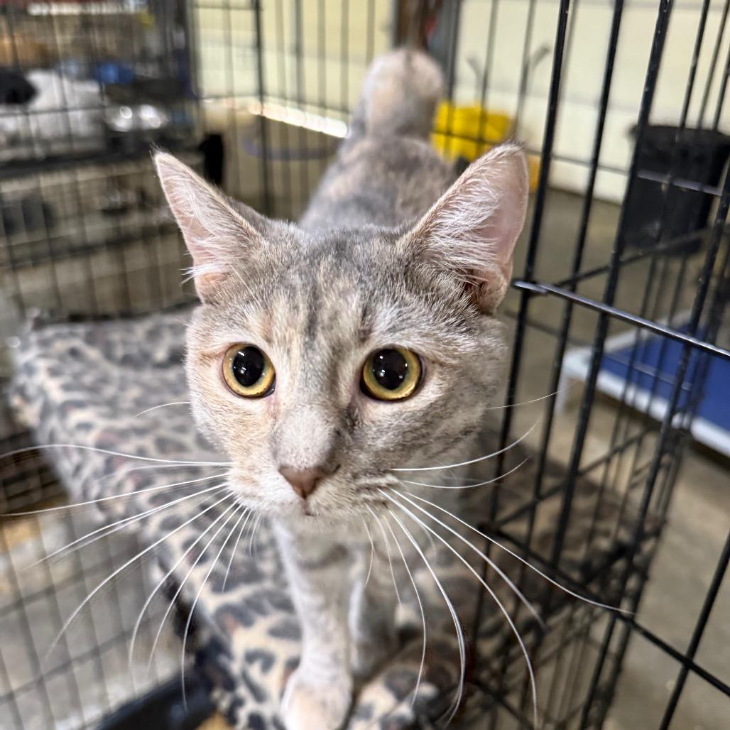 Candy Cane, Adoptable, Young Female Domestic Short Hair.