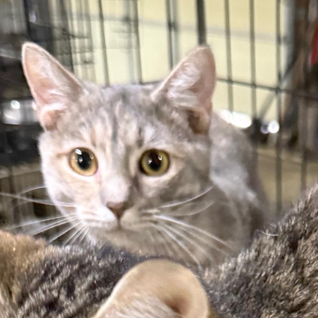 Enlarge Candy Cane, a Adoptable Domestic Short Hair in Granby, MO image 2/2