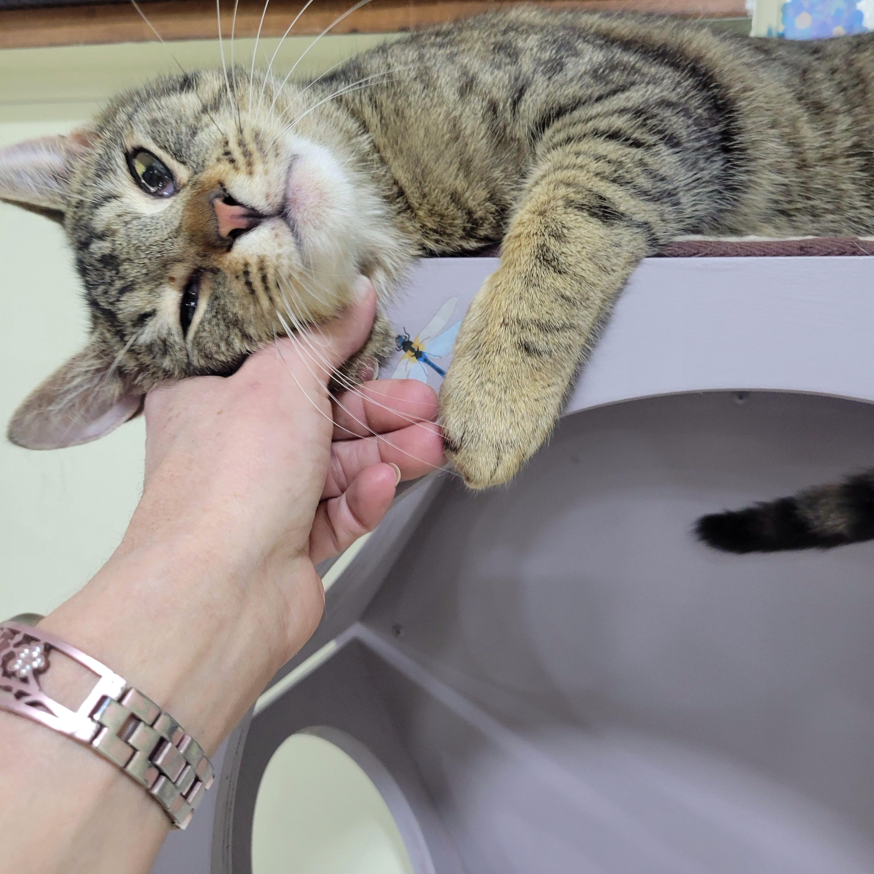 Picasso, Adoptable, Adult Male Tabby & Domestic Short Hair.