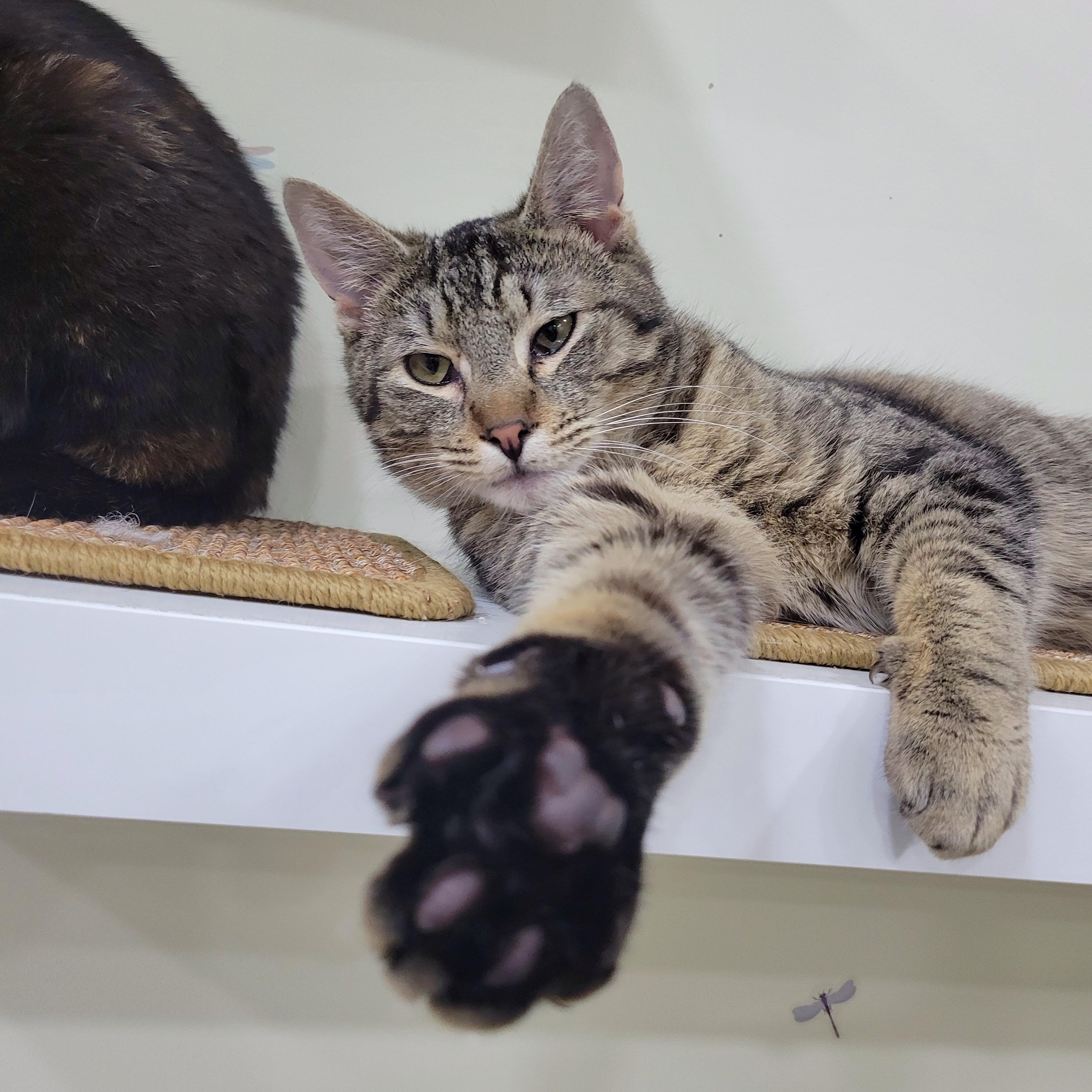 Picasso, a Adoptable mixed breed in Norwich, CT image 2/5