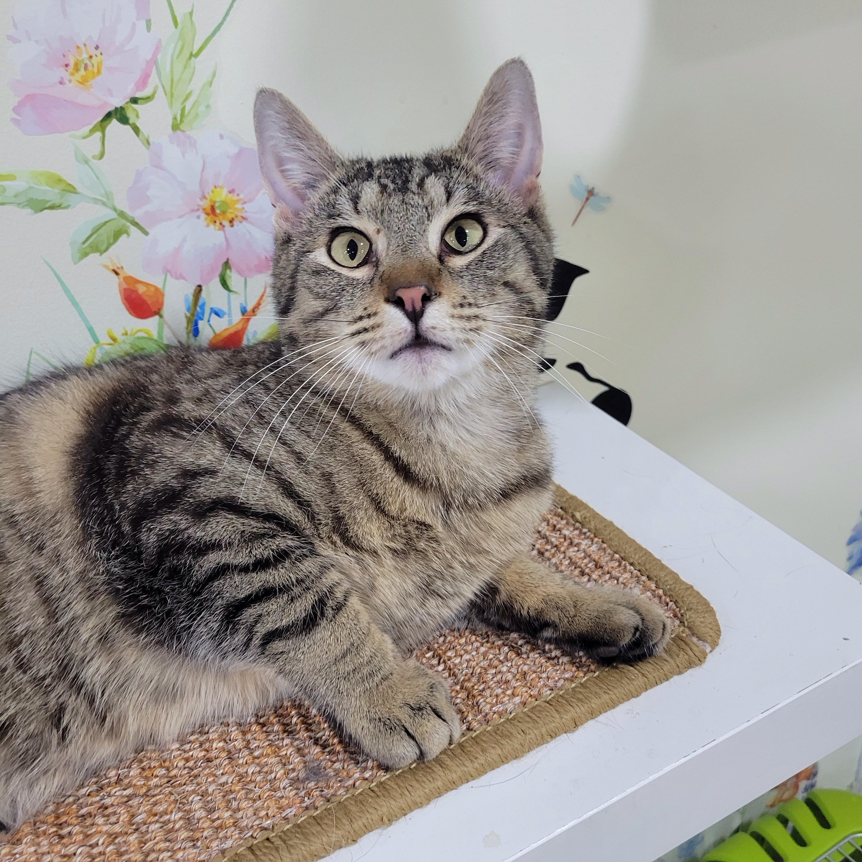 Picasso, a Adoptable mixed breed in Norwich, CT image 3/5