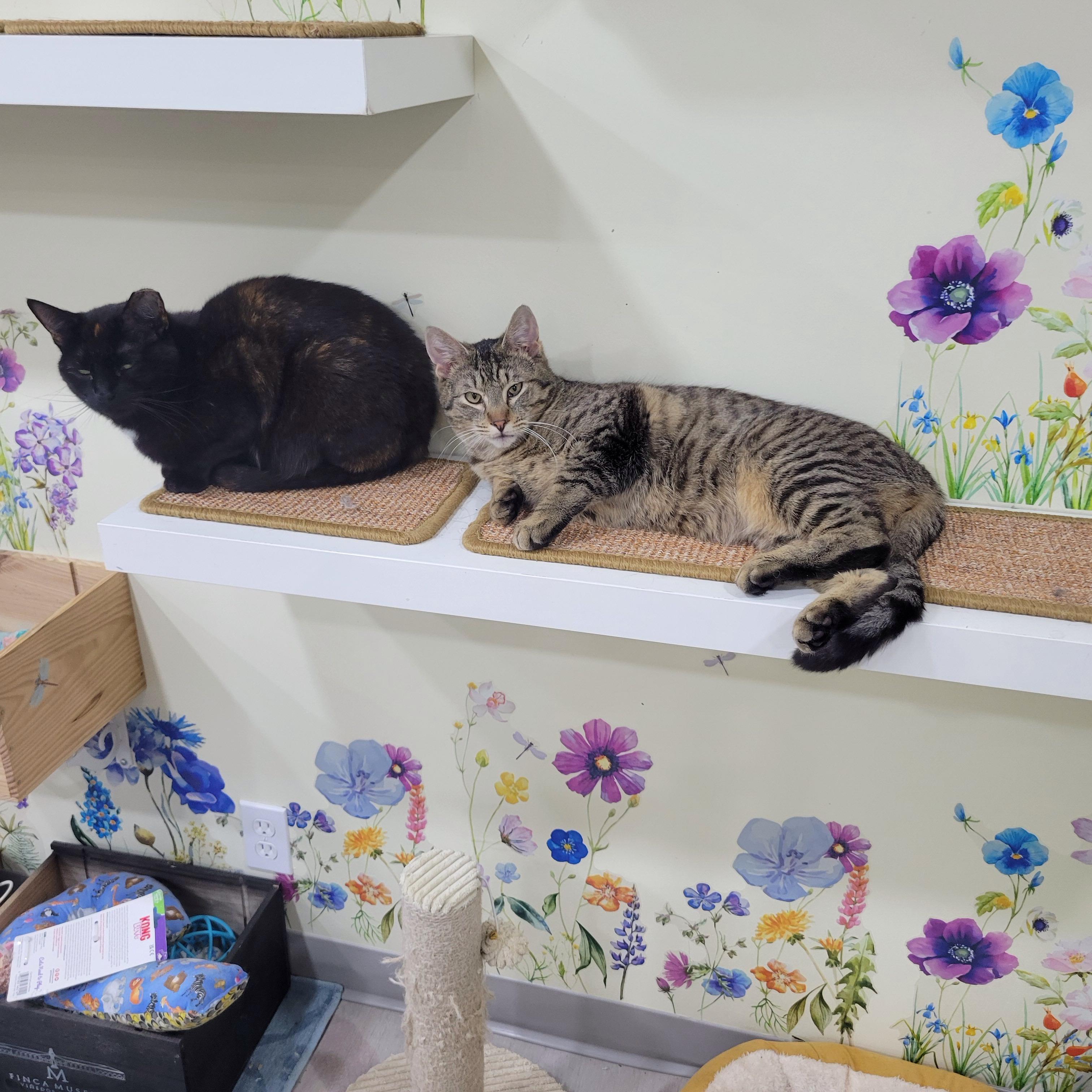 Picasso, a Adoptable mixed breed in Norwich, CT image 4/5