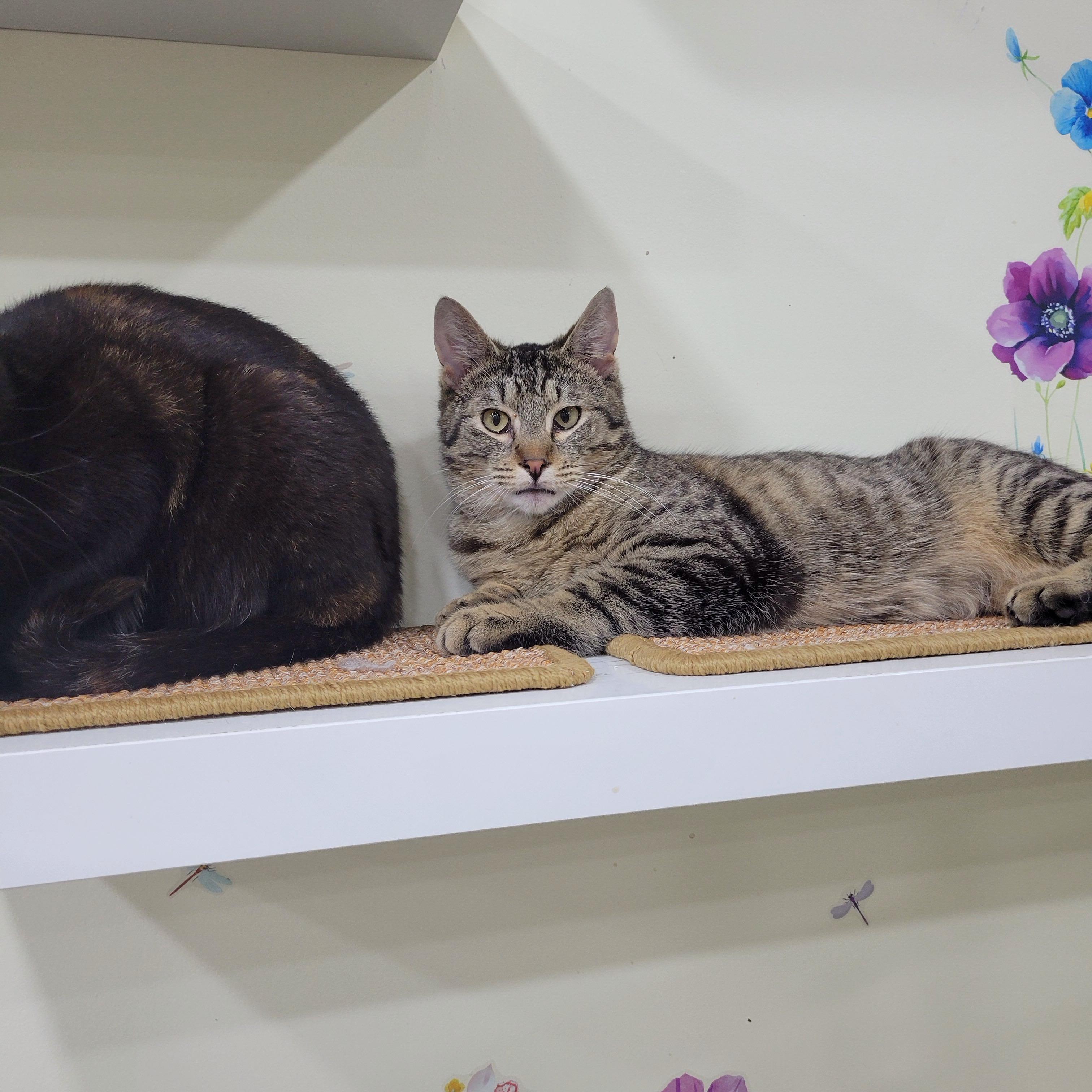 Picasso, a Adoptable mixed breed in Norwich, CT image 5/5