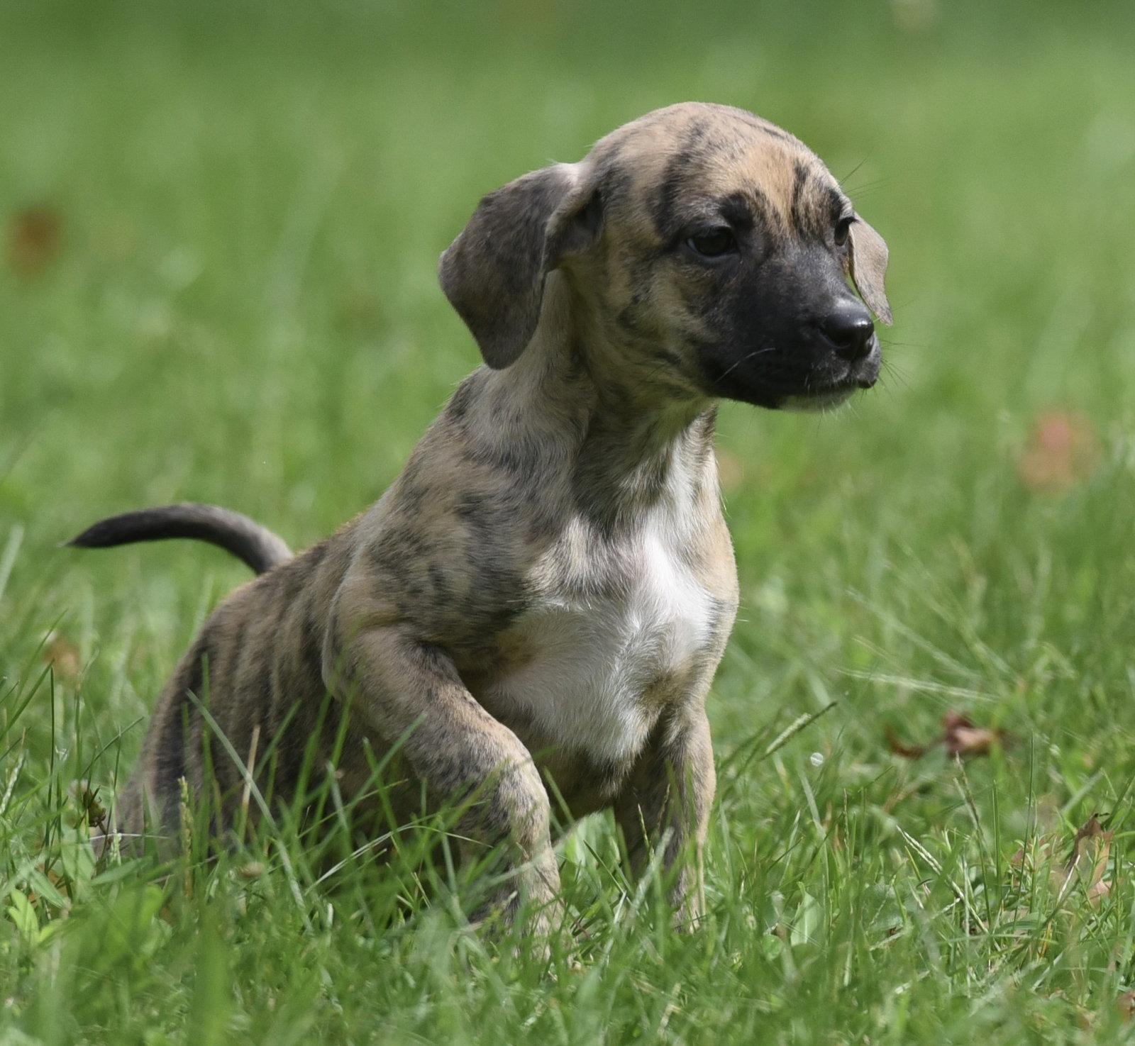 Enlarge Sully, a Adoptable mixed breed in Mechanicsburg, PA image 1/3
